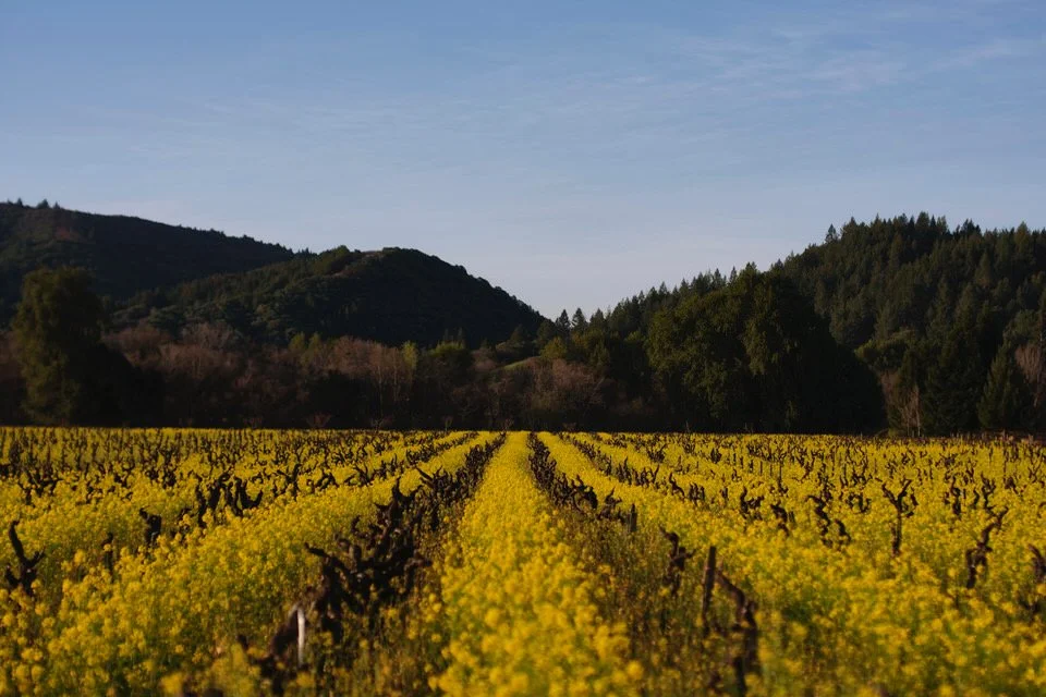 Sonoma County vineyard in mustard bloom