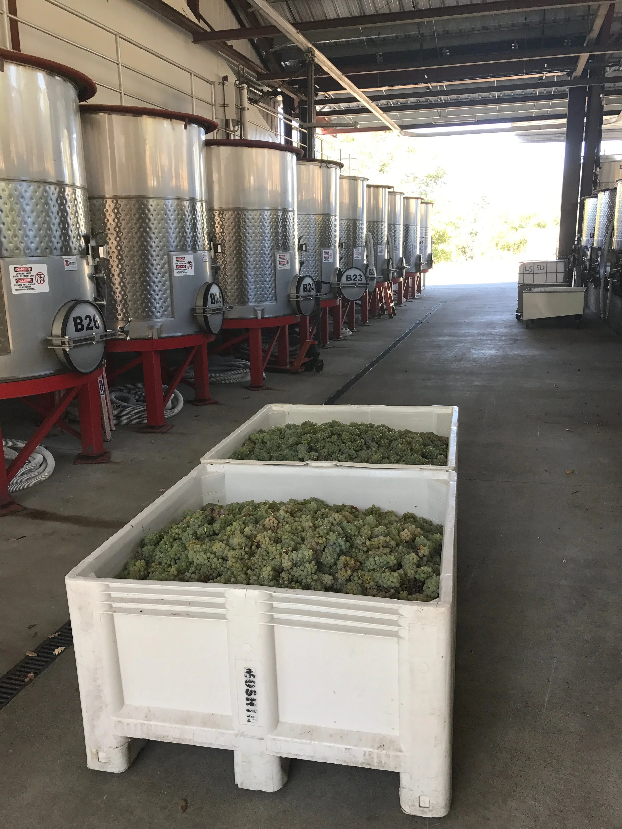 Large white containers in a winery or vineyard storage area, filled with harvested green grapes, with sunlight coming through the open door.