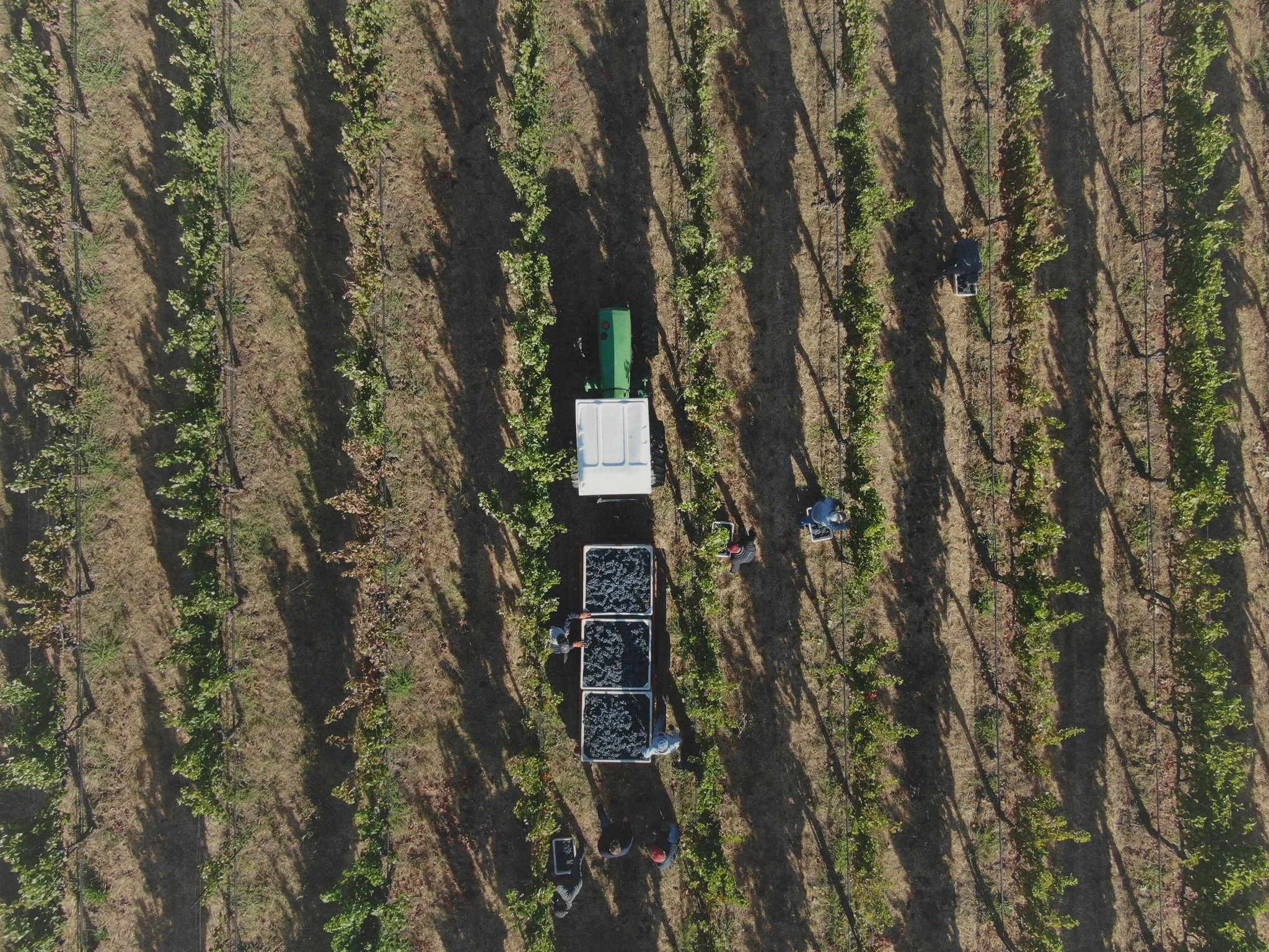 Aerial view of a vineyard with rows of green grapevines, farming equipment, and workers tending to the plants.
