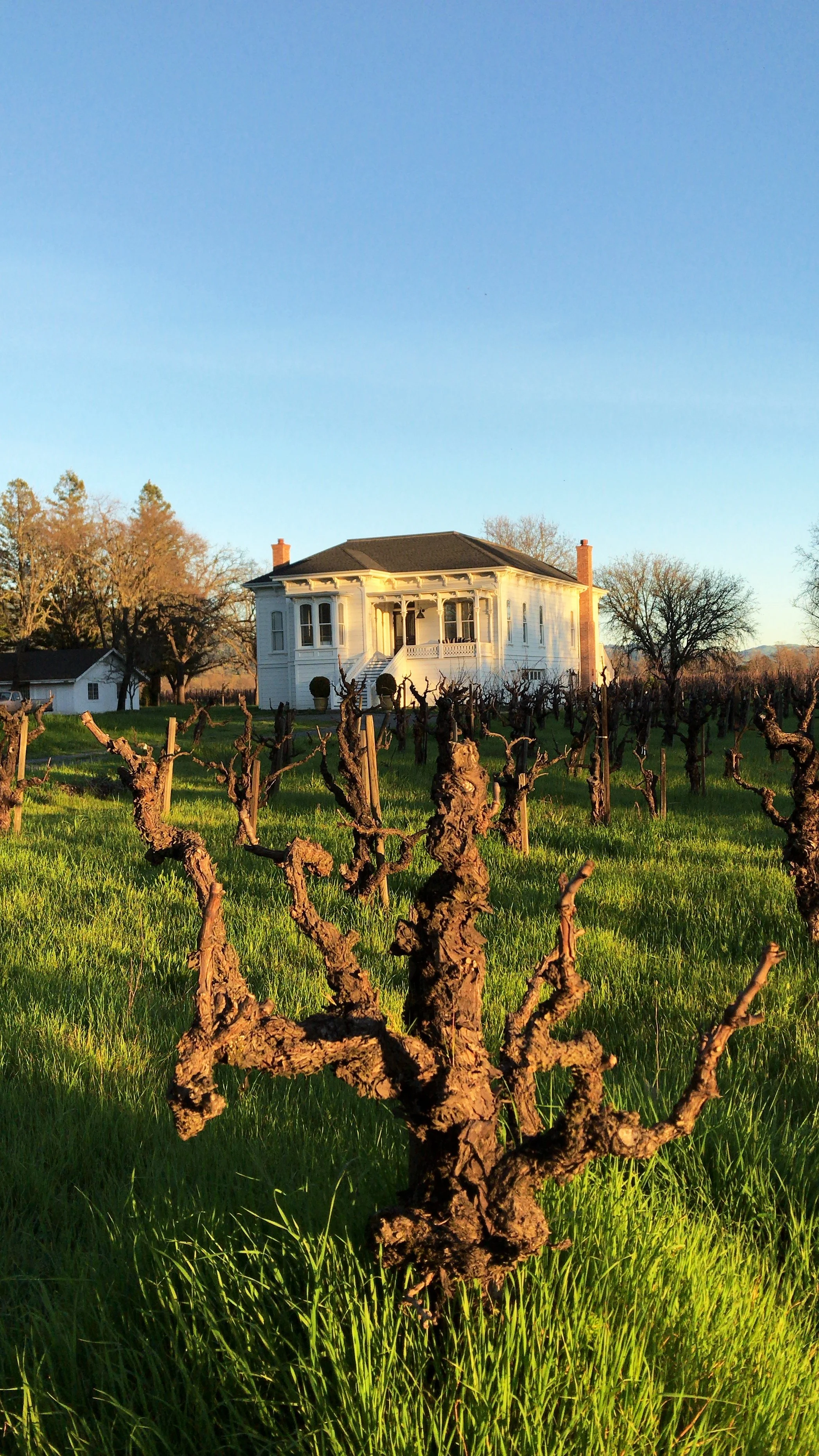 A white Victorian-style house with a porch, set in a field with pruned grapevines and a bright blue sky.