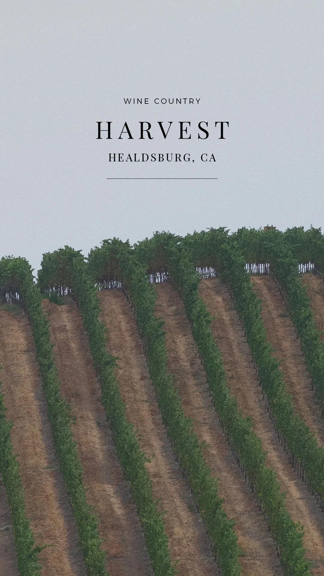 A vineyard with rows of grapevines climbing up trellises on a hillside, and a sky above.