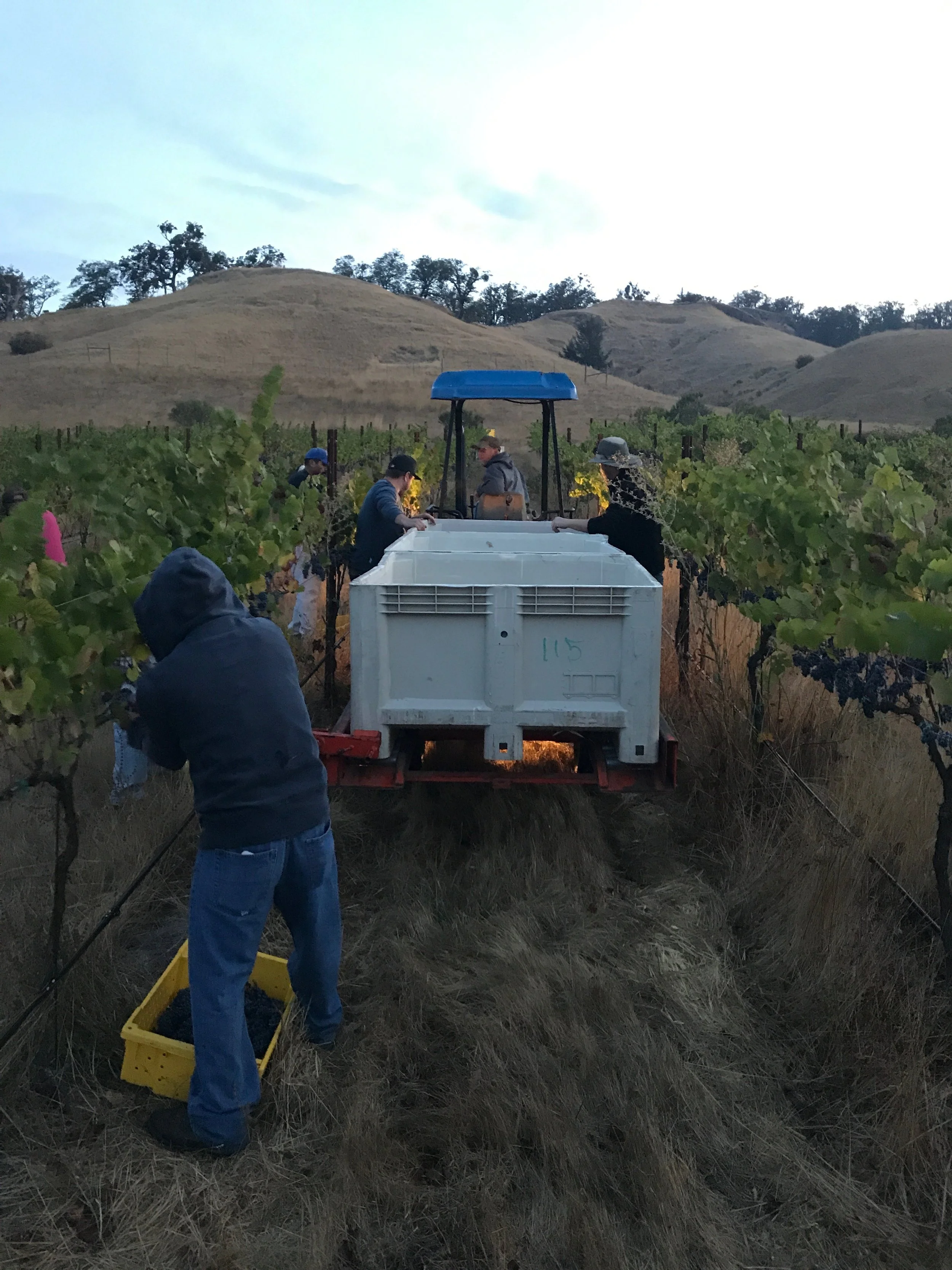 People working in a vineyard harvesting grapes with a white truck and rolling hills in background.