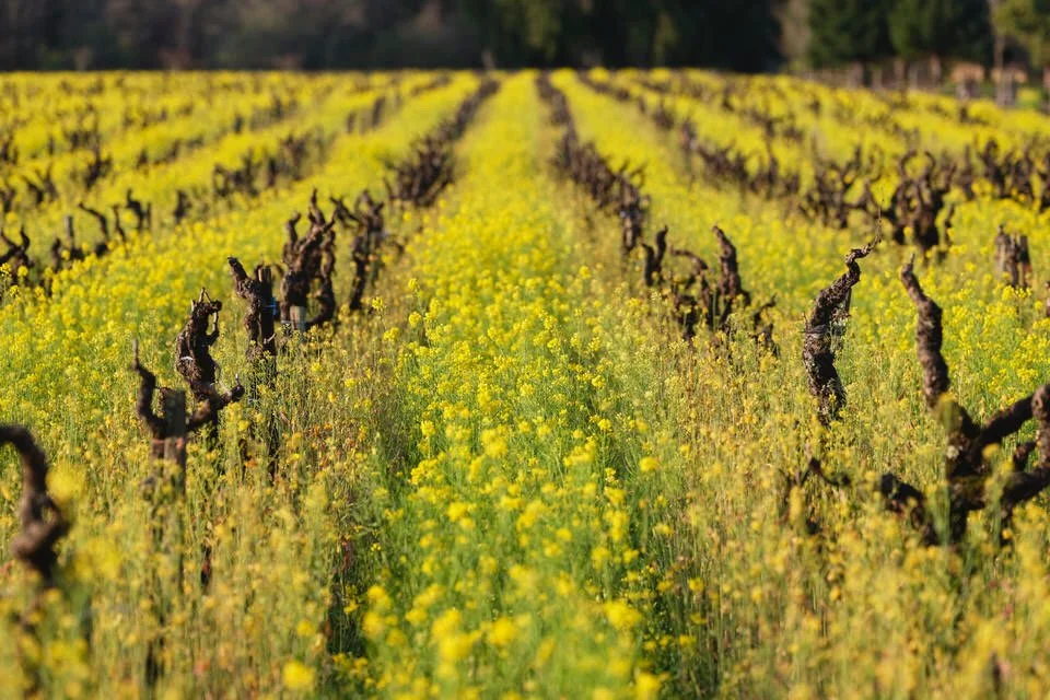 Head train grape vine in mustard field 