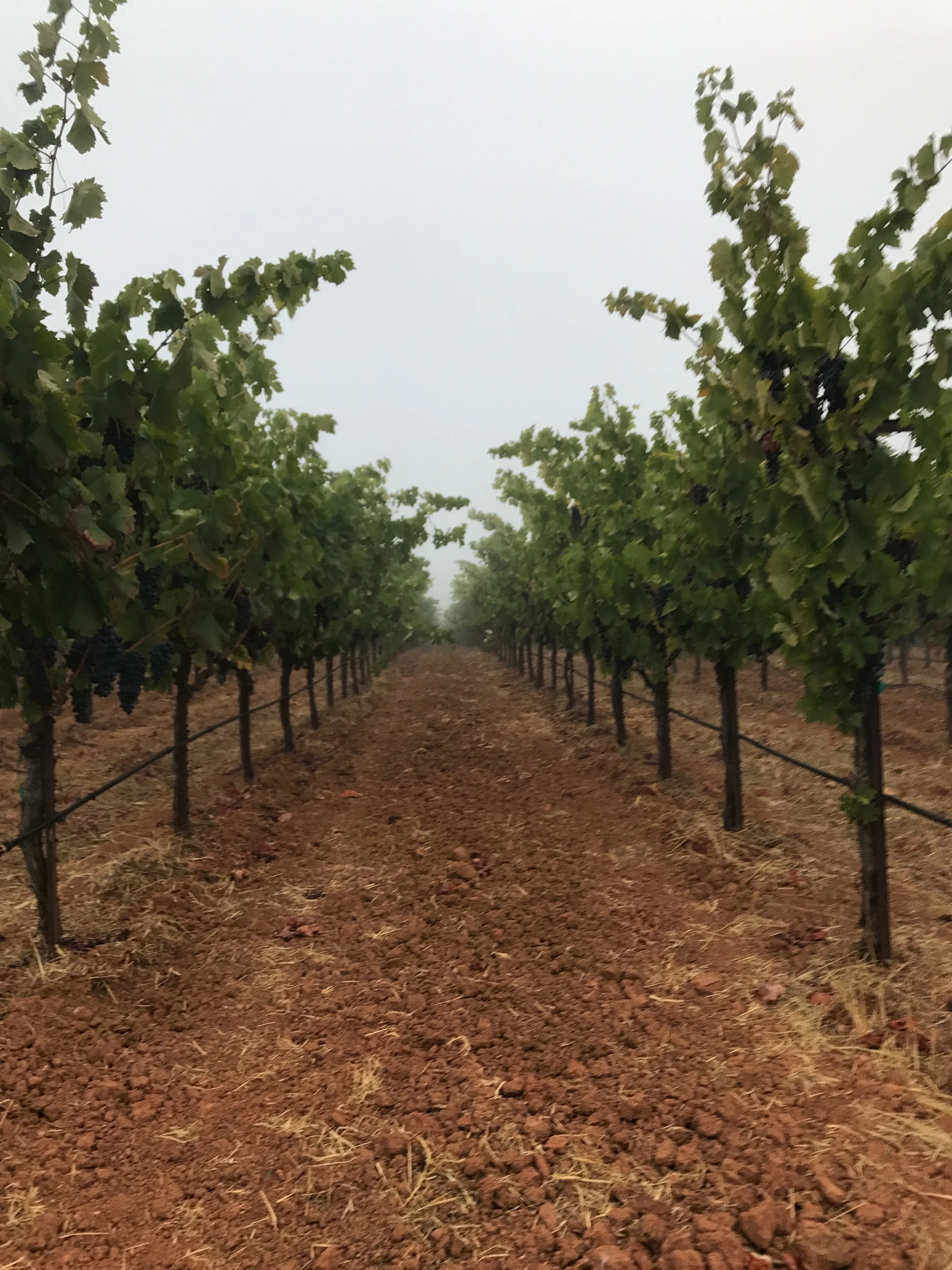 A vineyard row with grapevines on either side, showing ripe dark grapes hanging from the vines. The soil between the rows is exposed and slightly dry.