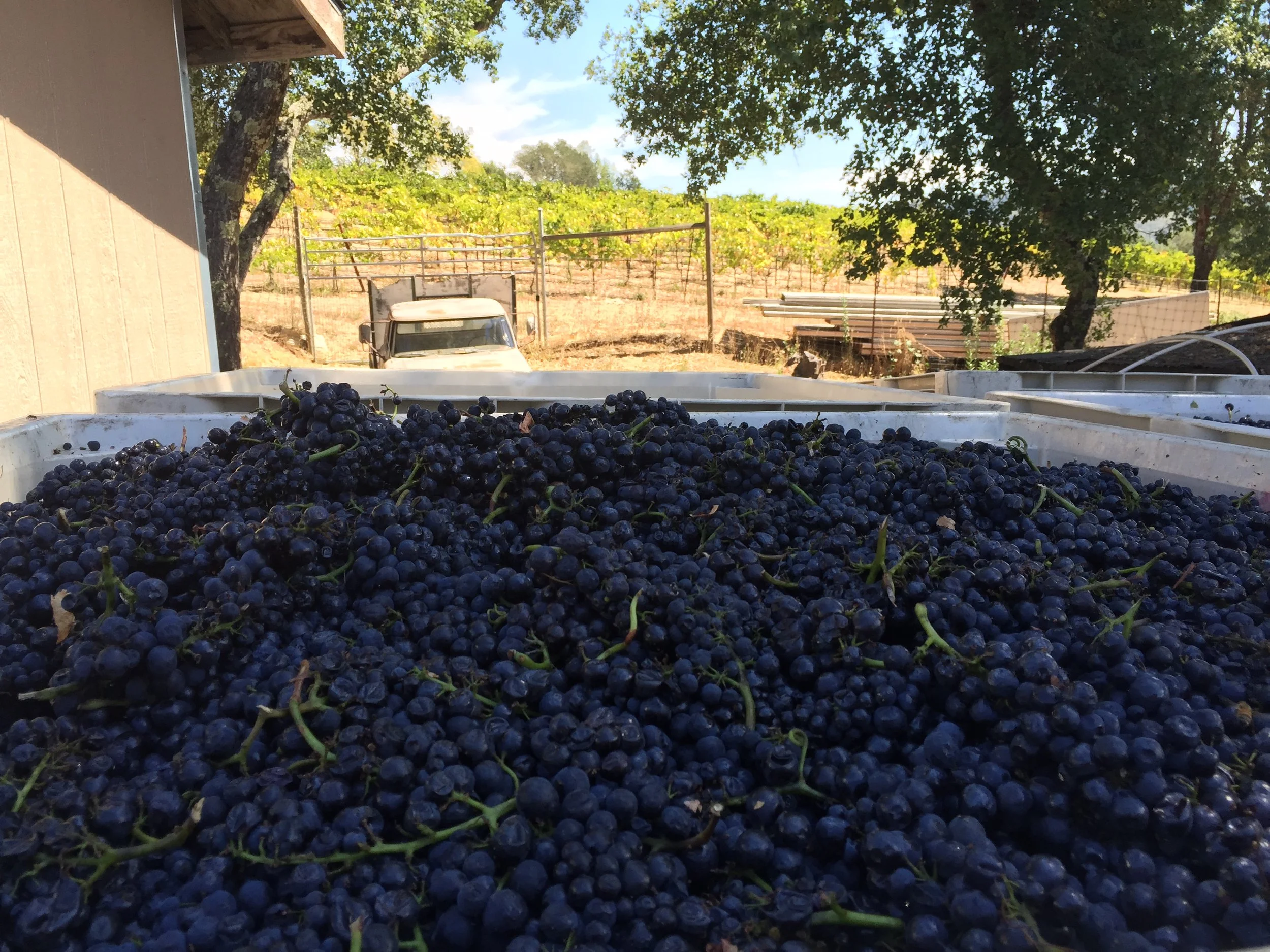 Close-up of freshly picked black grapes on a tray with a vineyard in the background and trees shading the scene.