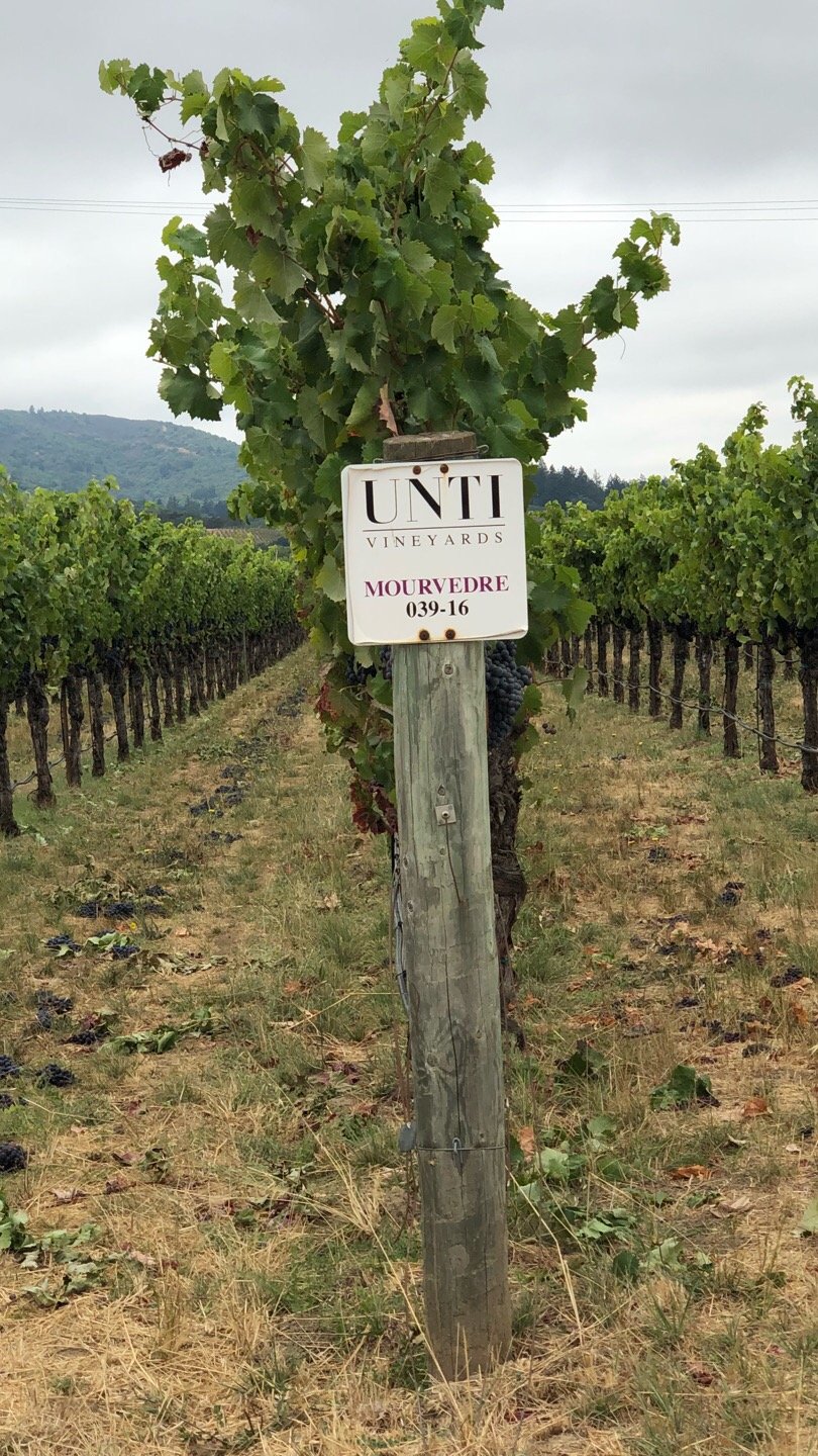 A grapevine trellis in a vineyard with a sign reading "UNTI Vineyards Mourvedre 039-16" attached to a wooden post under cloudy skies.