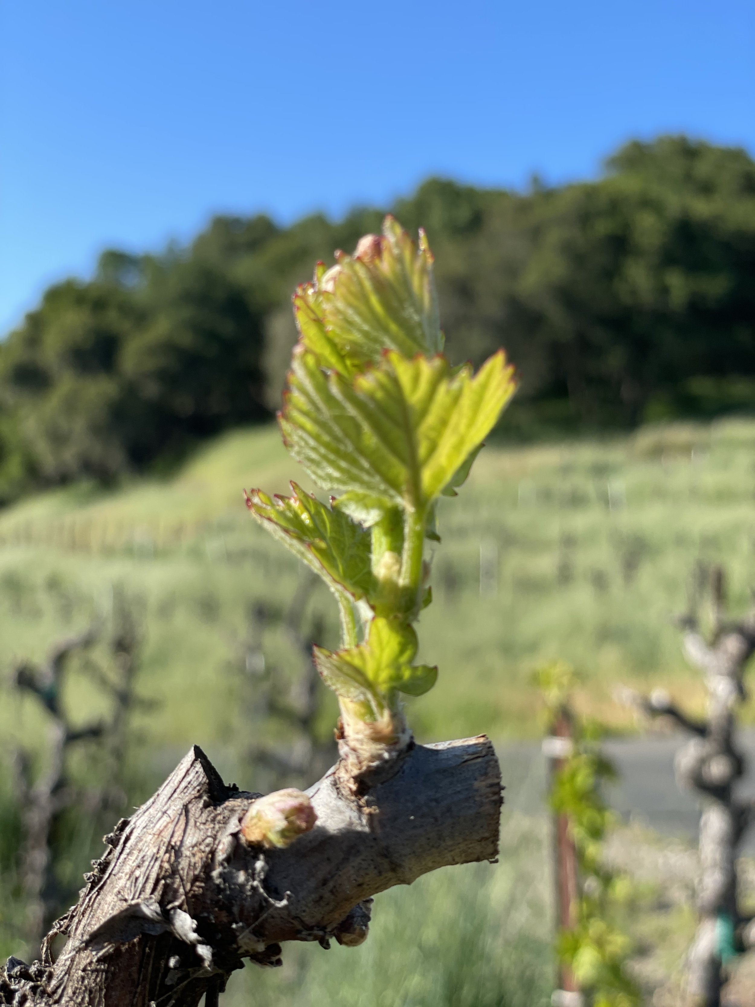 Close-up of a budding grapevine sprout growing from a weathered vine branch in a vineyard with a blurred landscape and blue sky in the background.