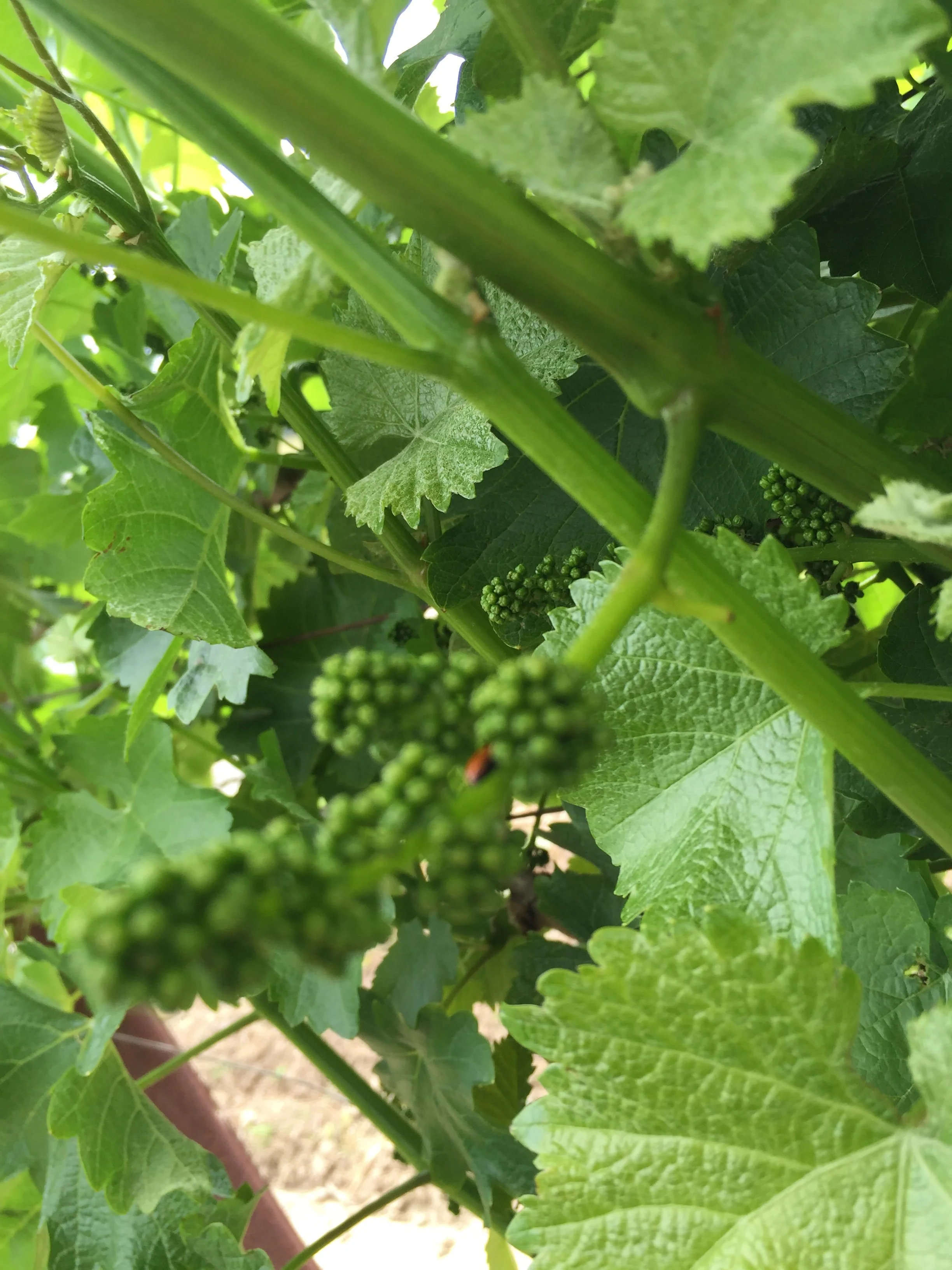 Close-up of green grape leaves and small grape clusters growing on a vine.
