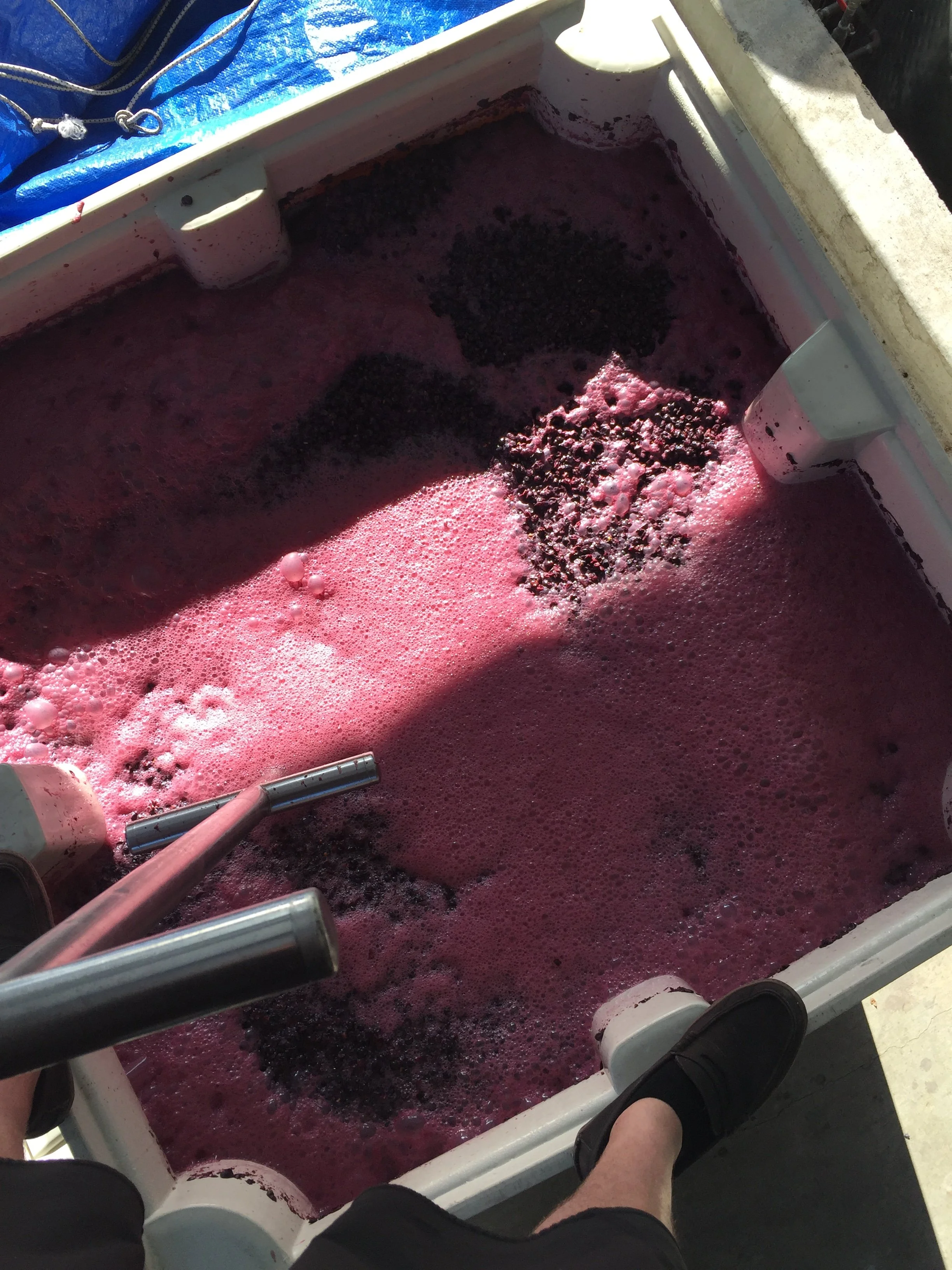 A person sitting in a boat with feet visible, overlooking a pink water tank filled with grapes for crushing during wine making.