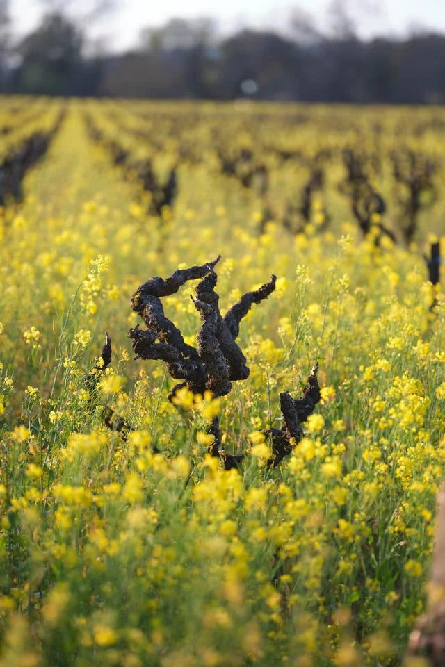 Head train grape vine in mustard field 