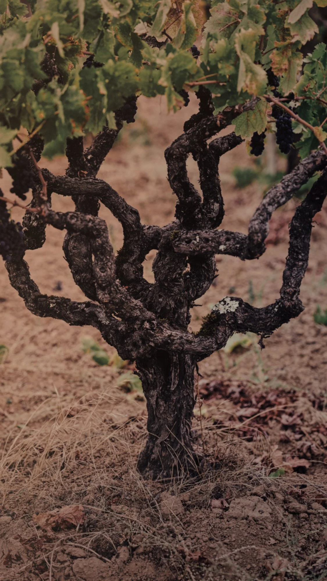 Close-up of a gnarled grapevine with dark green leaves and small clusters of black grapes, growing in dry soil.
