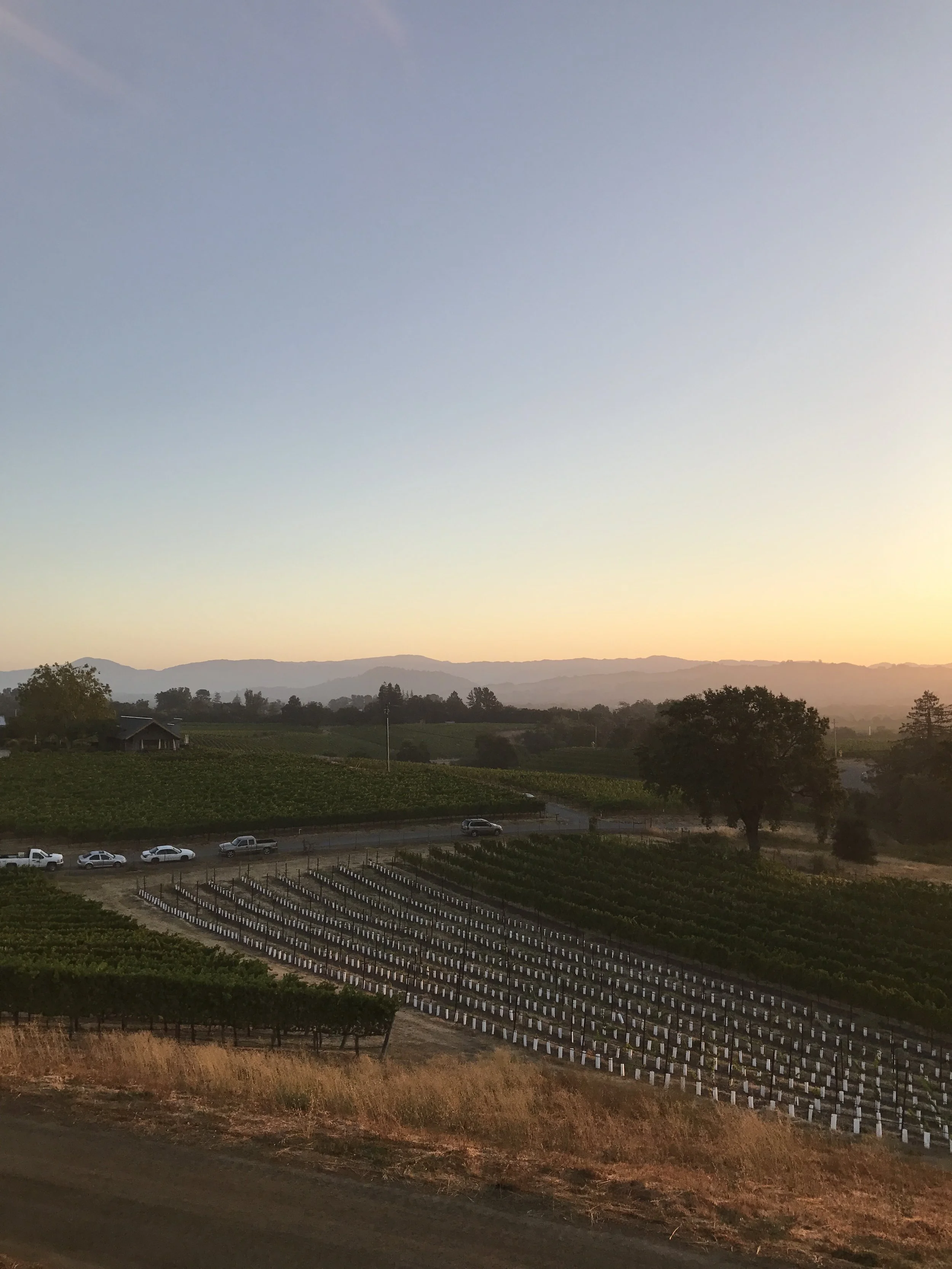 Sunset over rows of grapevines in a vineyard with mountains in the background and a few trees in the foreground.