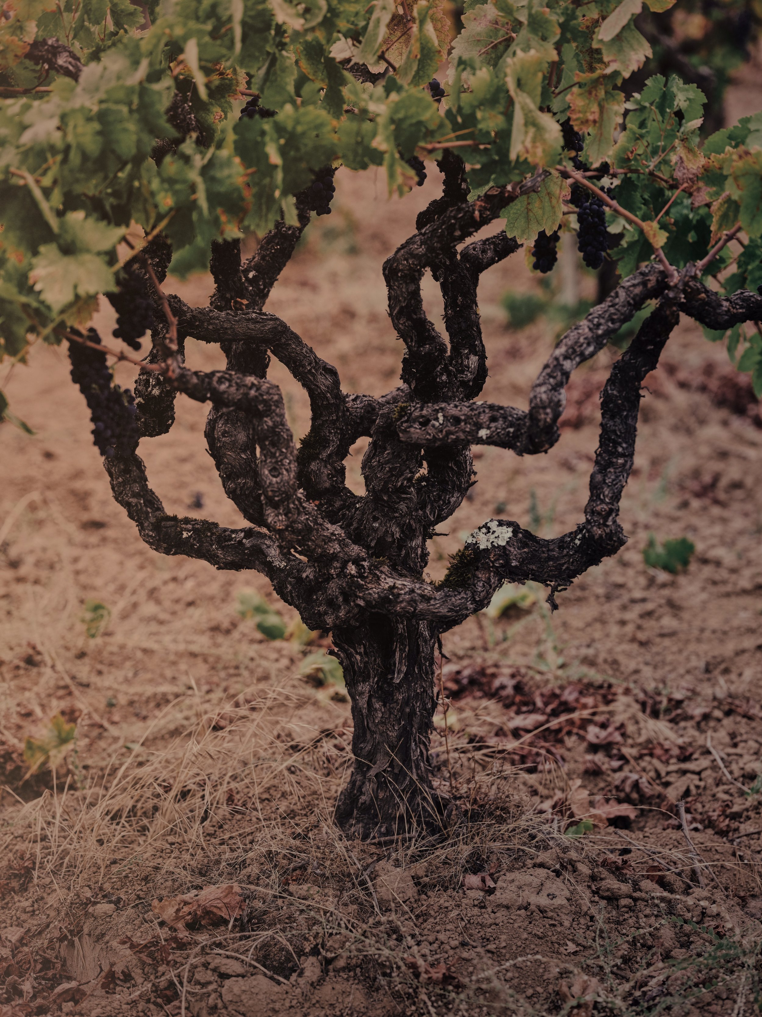 A close-up of a grapevine with dark grapes hanging from the vine, surrounded by green leaves, in a vineyard with dry soil at the ground.