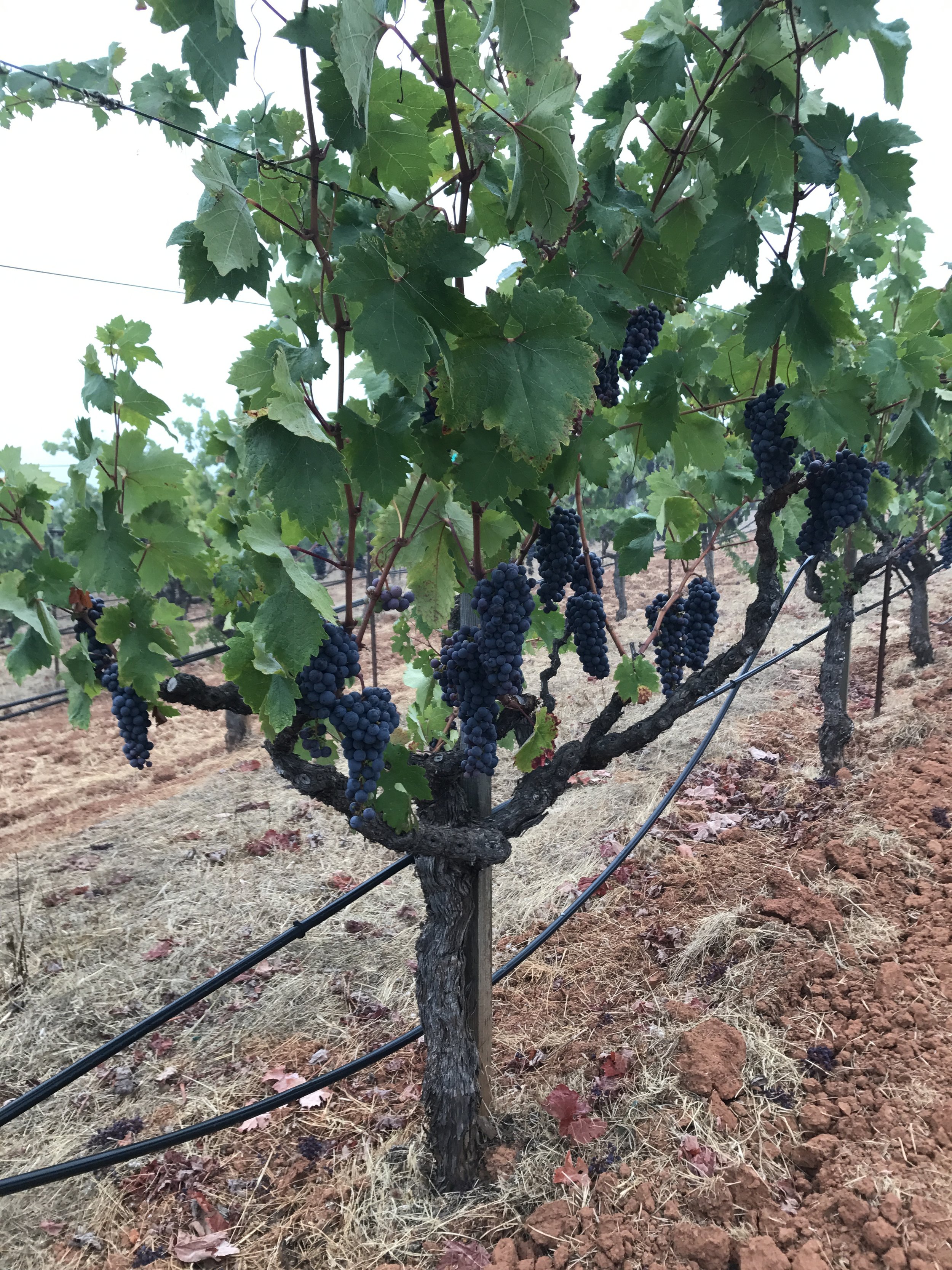 A vineyard with grapevines growing on a trellis system, showing clusters of ripe dark purple grapes hanging from the vine.