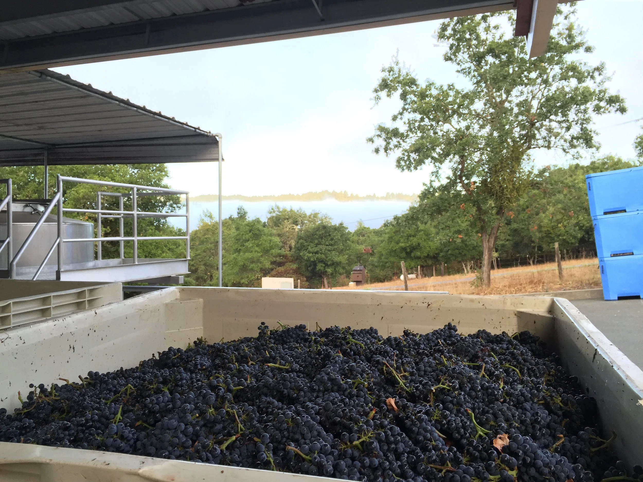 Vineyard or grape harvesting scene with a large container filled with dark grapes, trees, and a view of a lake or river in the background.