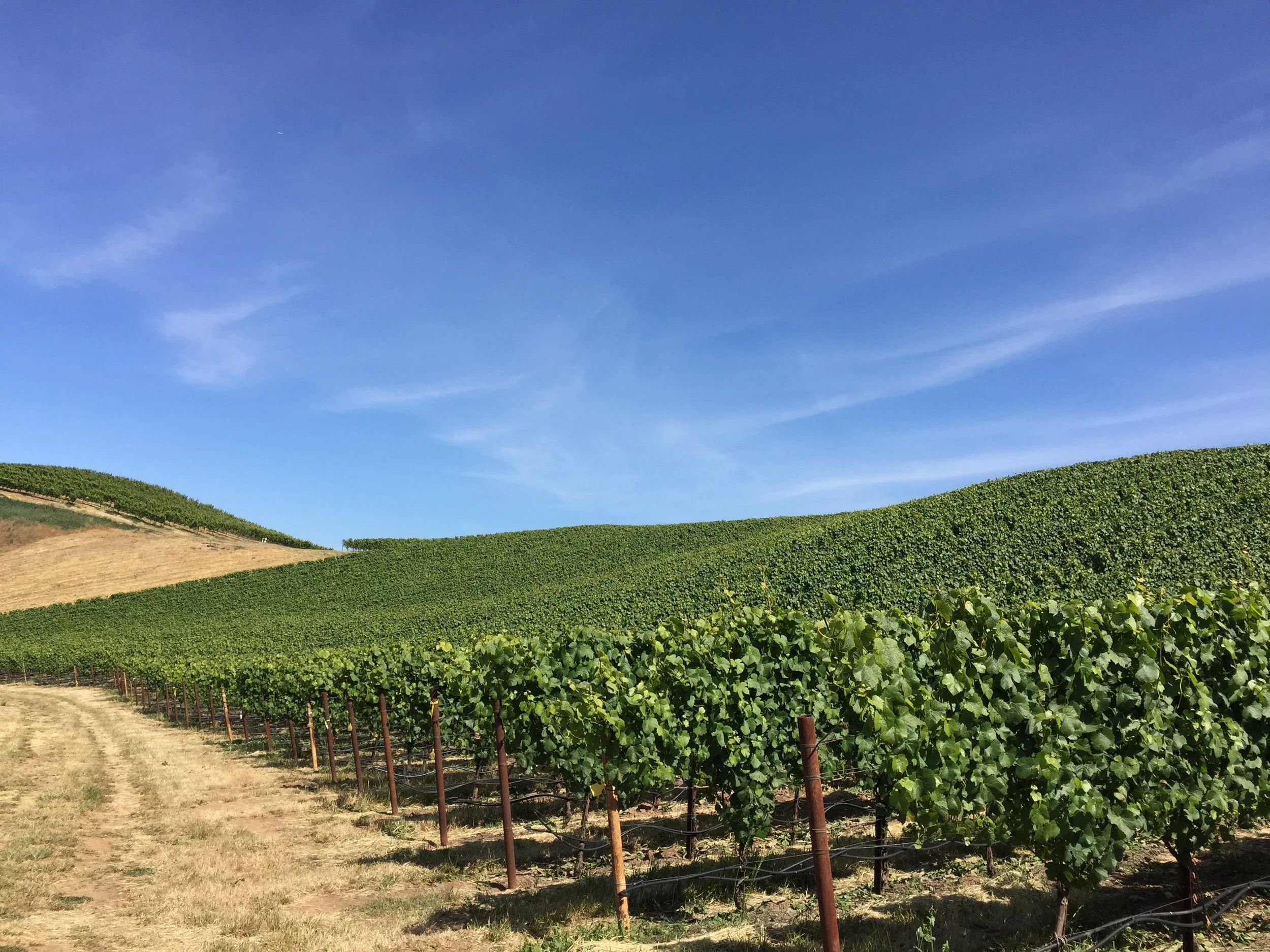 Vineyard with lush green grapevines on rolling hills under a clear blue sky.