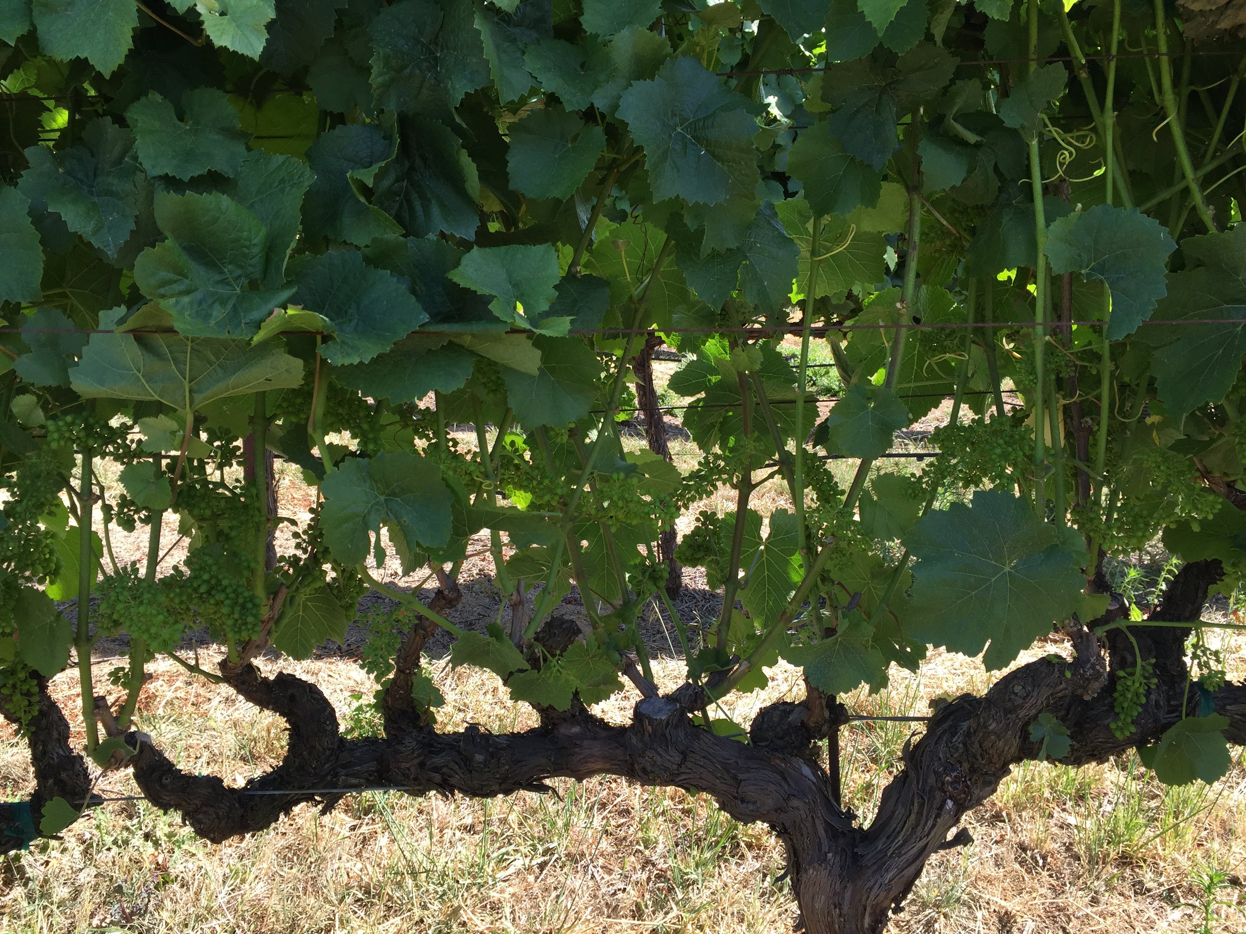 Close-up of a vineyard with grapevines and grape clusters hanging from the vines, lush green leaves, and twisted woody vines on a sunny day.