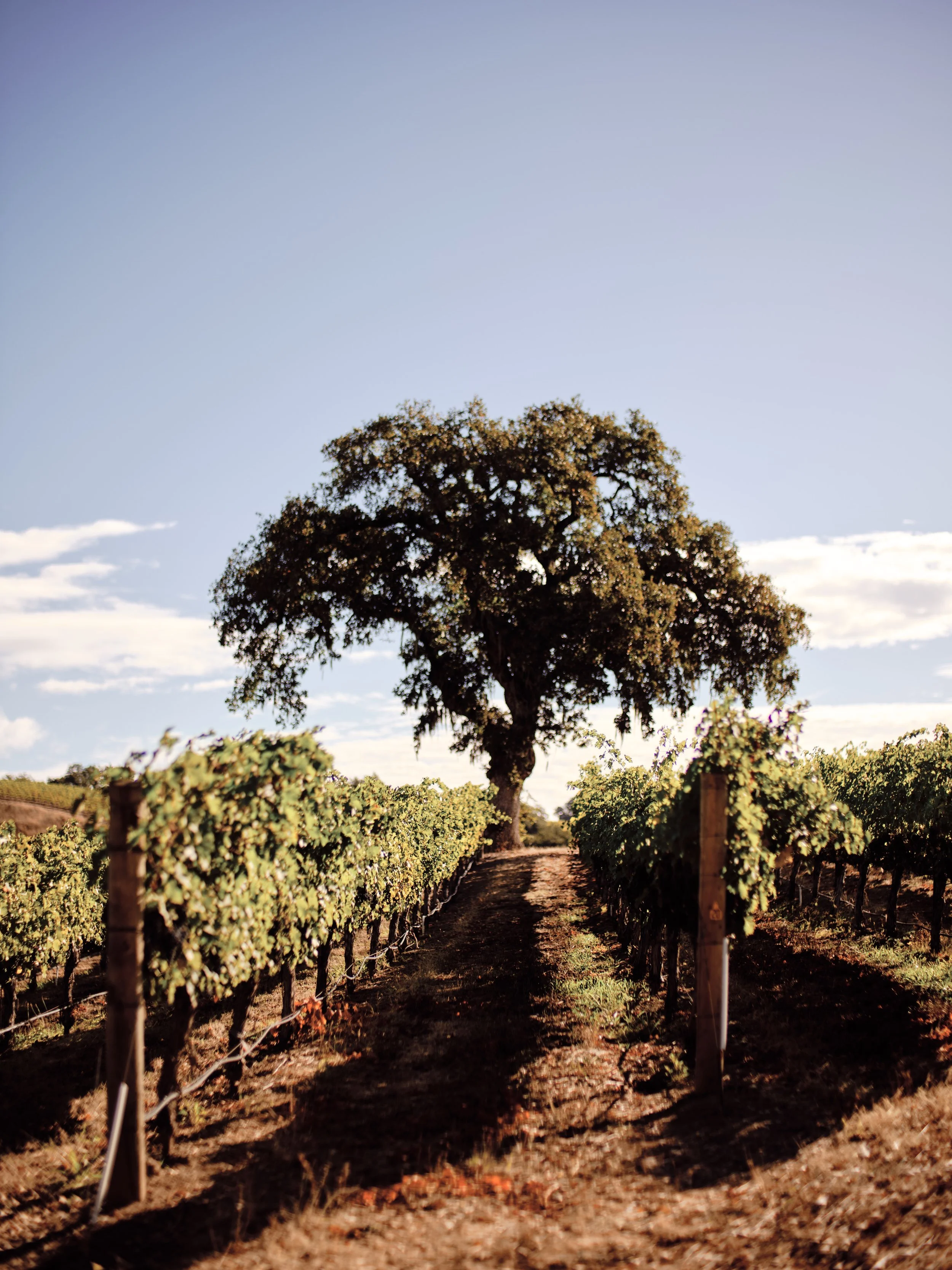 Vineyard with trellised grapevines leading to a large tree in the background, under a partly cloudy sky.