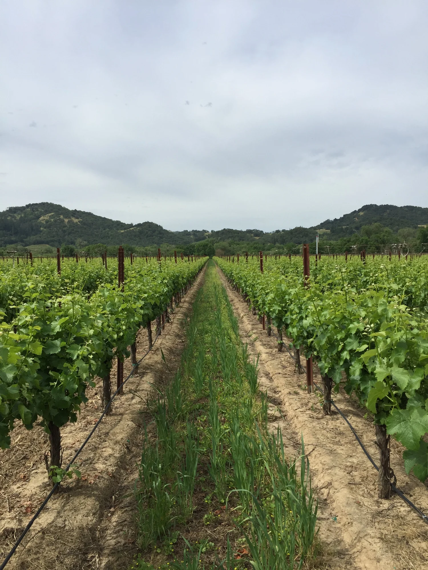 Sonoma County vineyard rows leading toward the hills