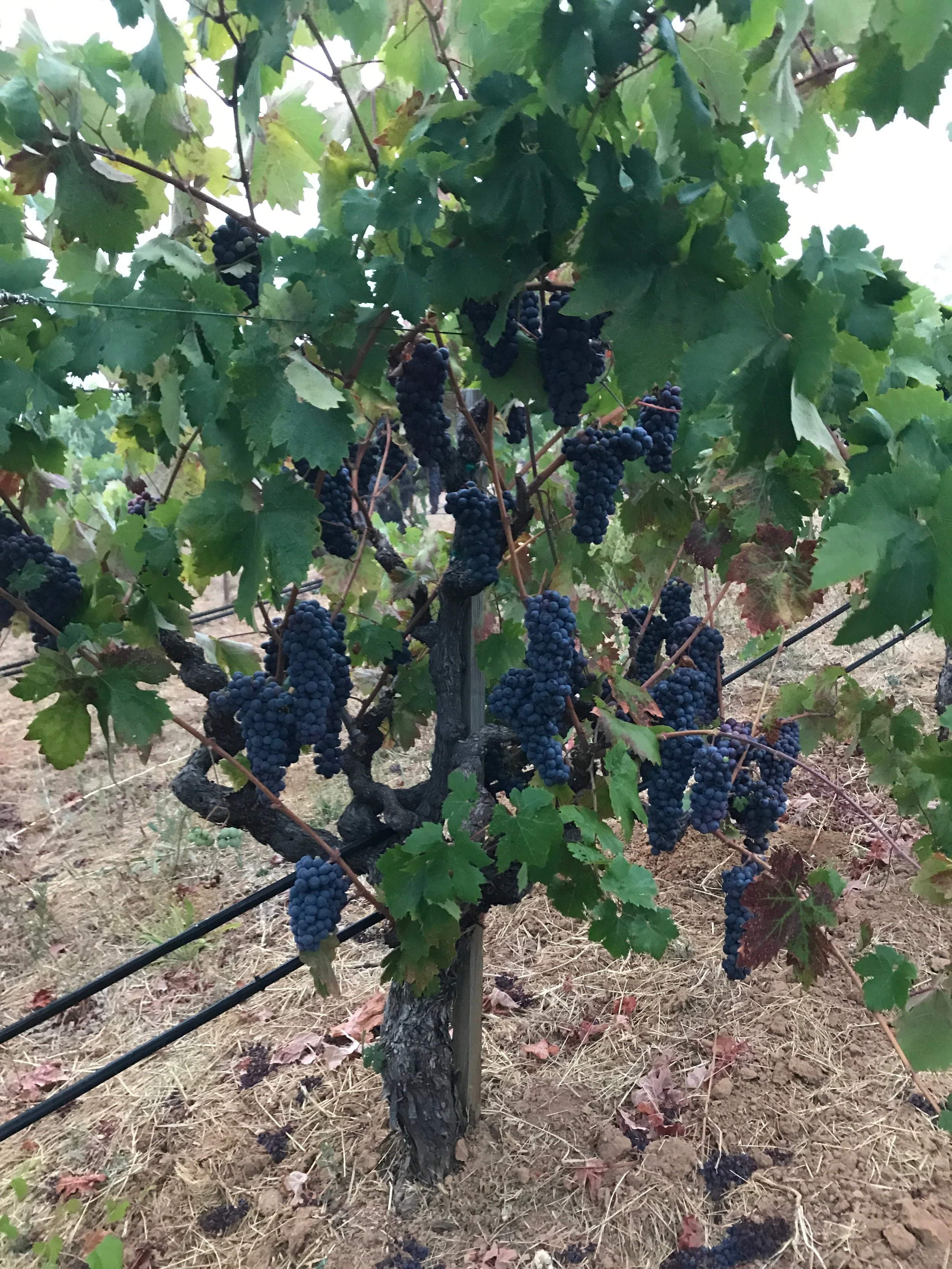 A grapevine with bunches of dark purple grapes hanging from the branches, green leaves surrounding the grapes, and dry soil on the ground beneath the vine.