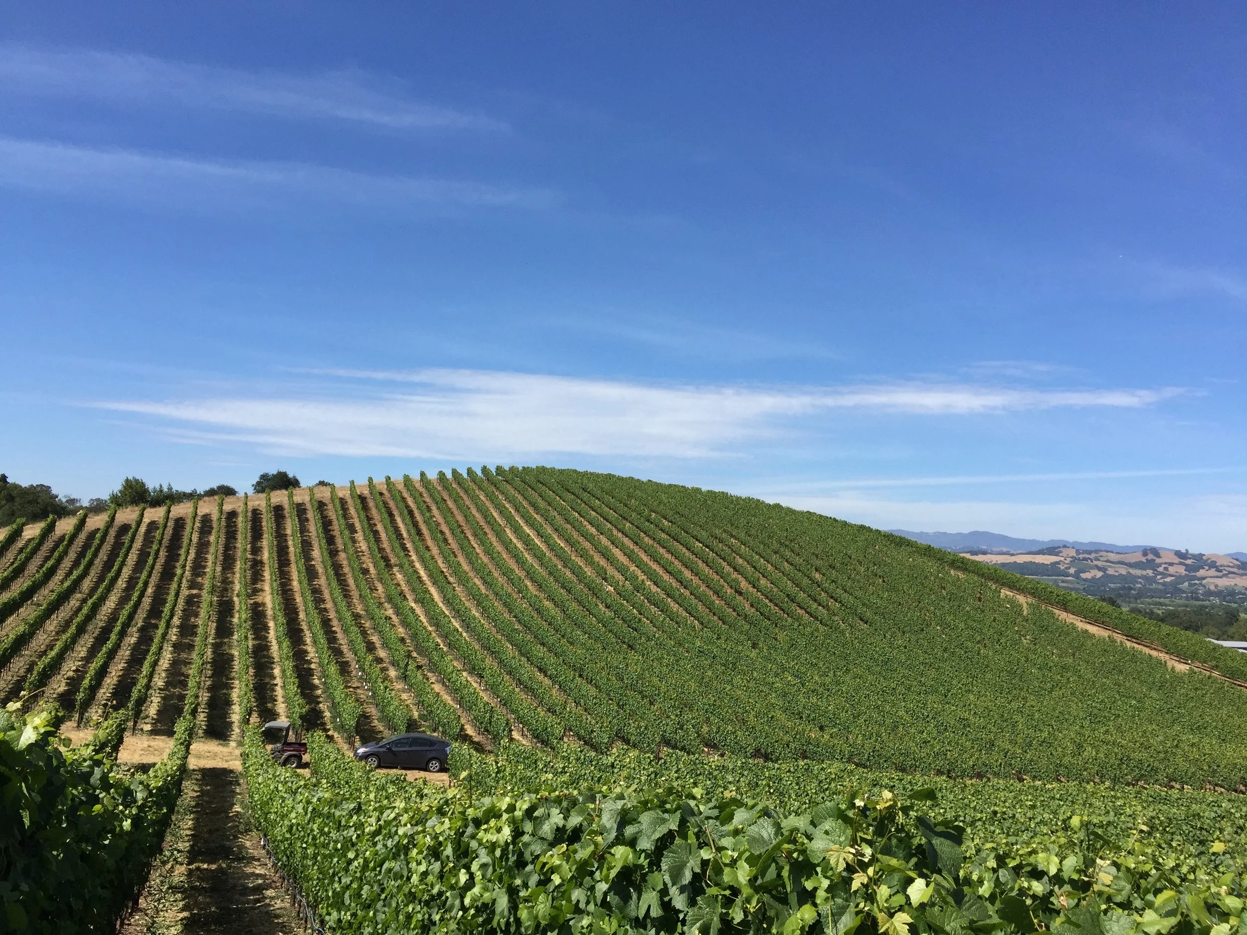 A vineyard on a hillside with rows of grapevines, a few cars parked below, and a clear blue sky with some wispy clouds.