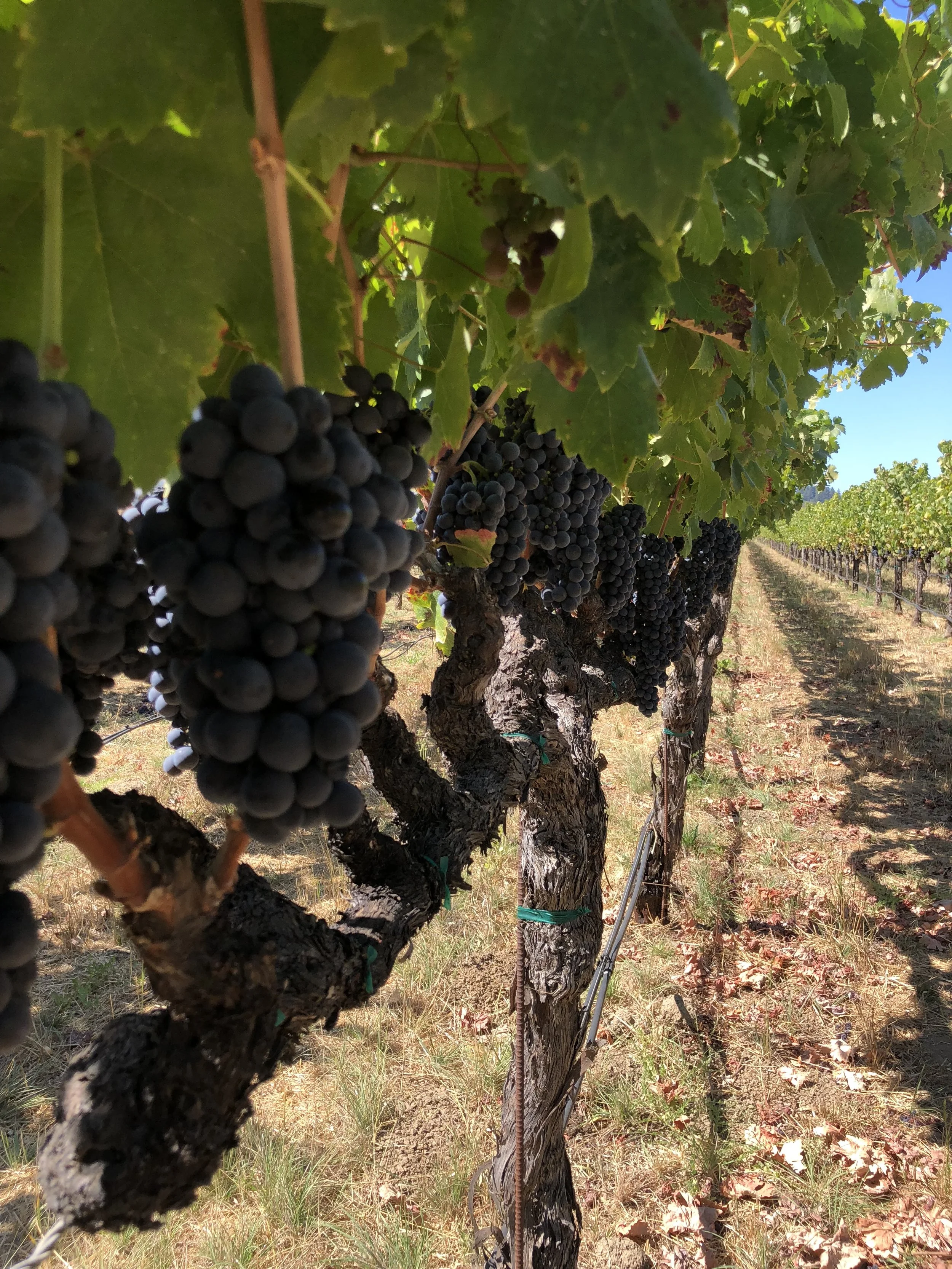 Close-up view of a row of grapevines with dark purple grapes hanging from the vine, green leaves, and a dirt path in the vineyard under a blue sky.