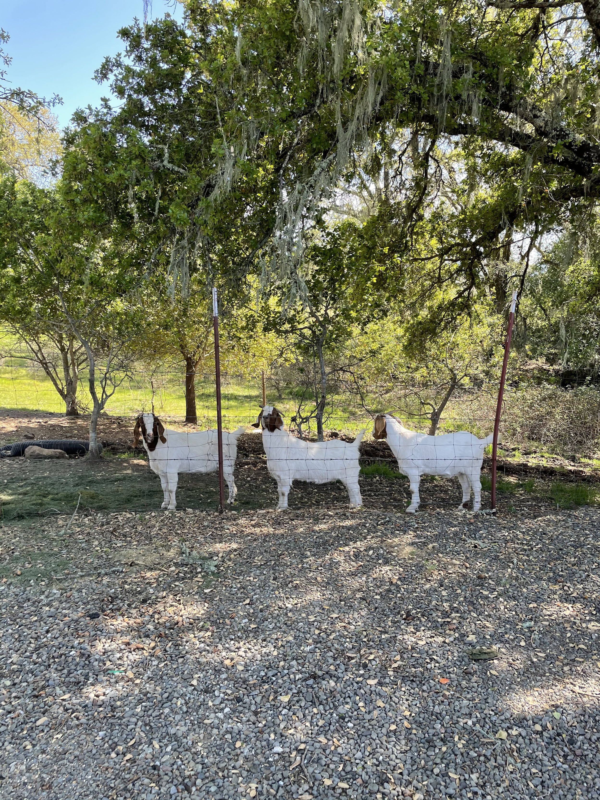 Three goats behind a wire fence in a rural outdoor setting with trees and grass.