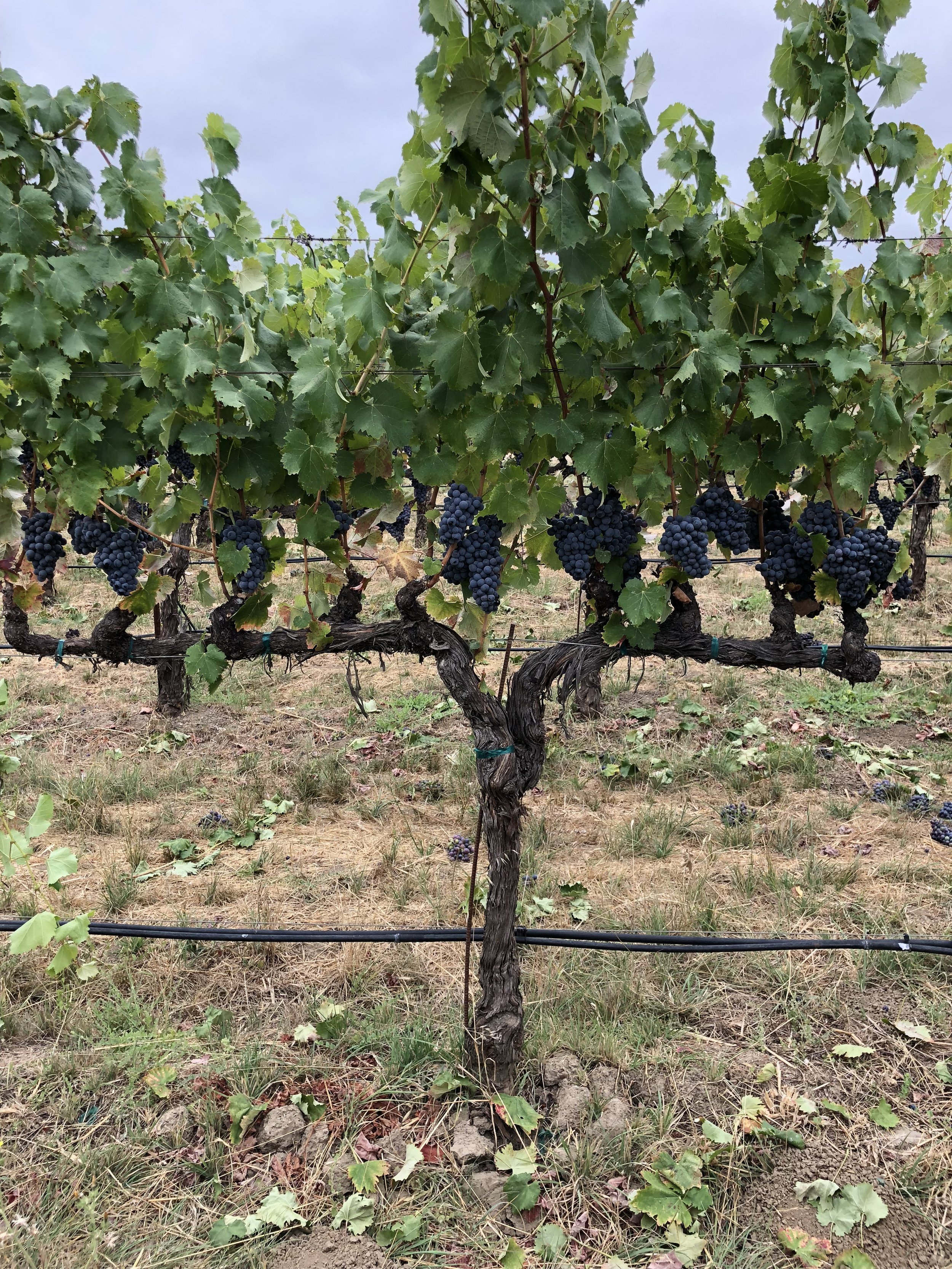 A vineyard with grapevines growing on trellises, heavy with bunches of dark purple grapes. The ground is dry with some grass and rocks, and the sky is overcast.
