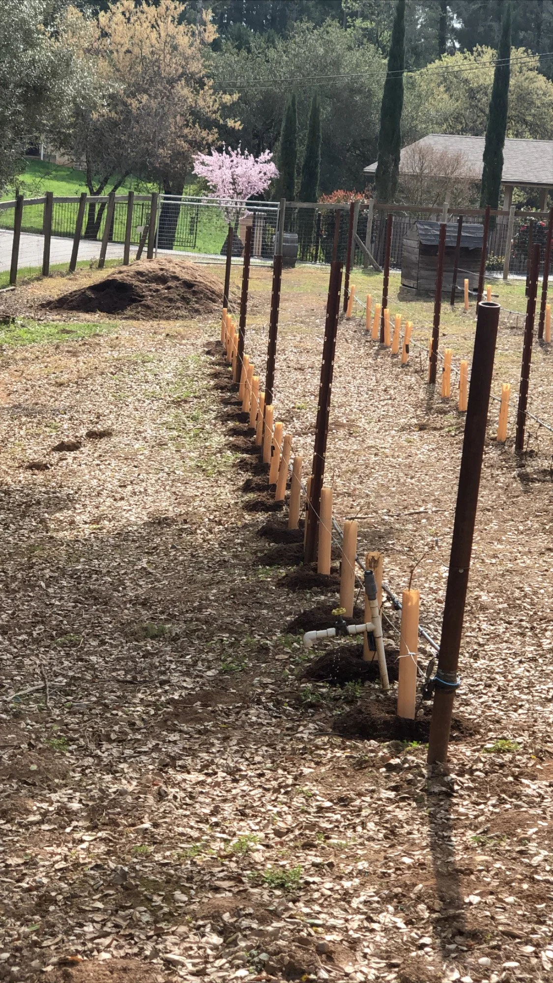A garden or backyard area with a row of wood and metal fence posts, some with orange caps, and irrigation pipes along the ground, with trees and a house in the background.