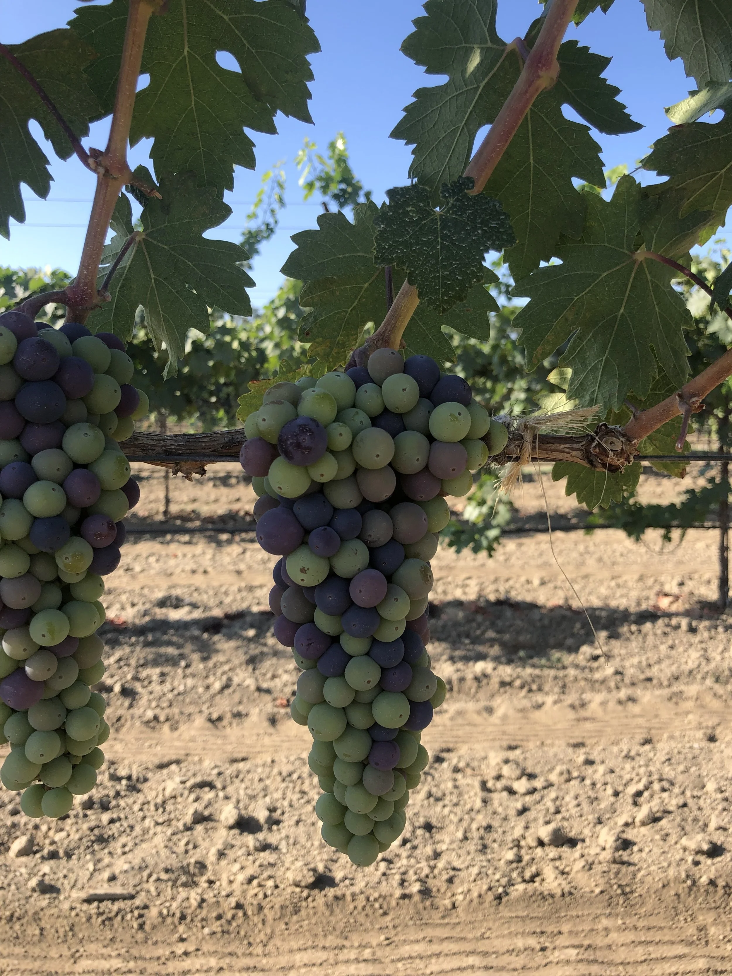 Clusters of green, purple, and black grapes hanging from vine leaves in a vineyard with a clear blue sky.