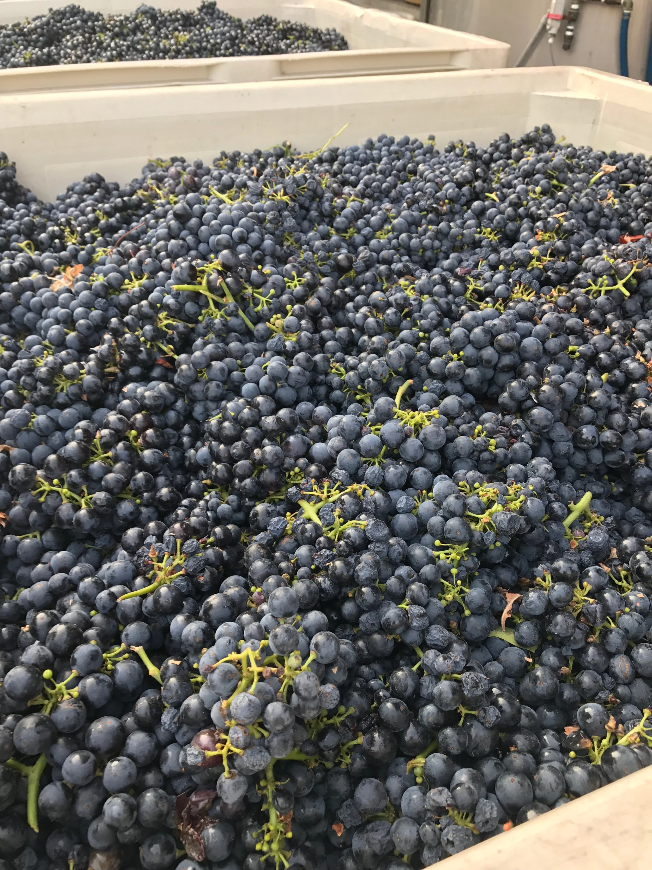 Close-up of freshly harvested black grapes in large containers, likely in a winery or vineyard storage area.
