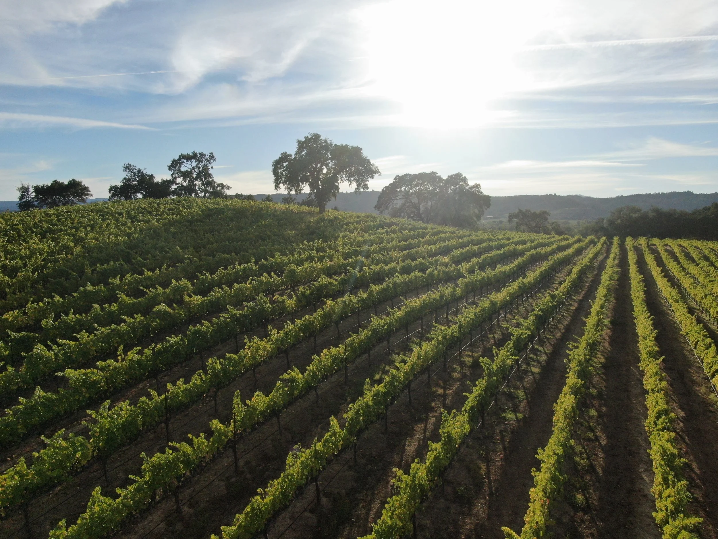 Vineyard with rows of grapevines stretching across rolling hills, with some trees and a bright sun in the sky.