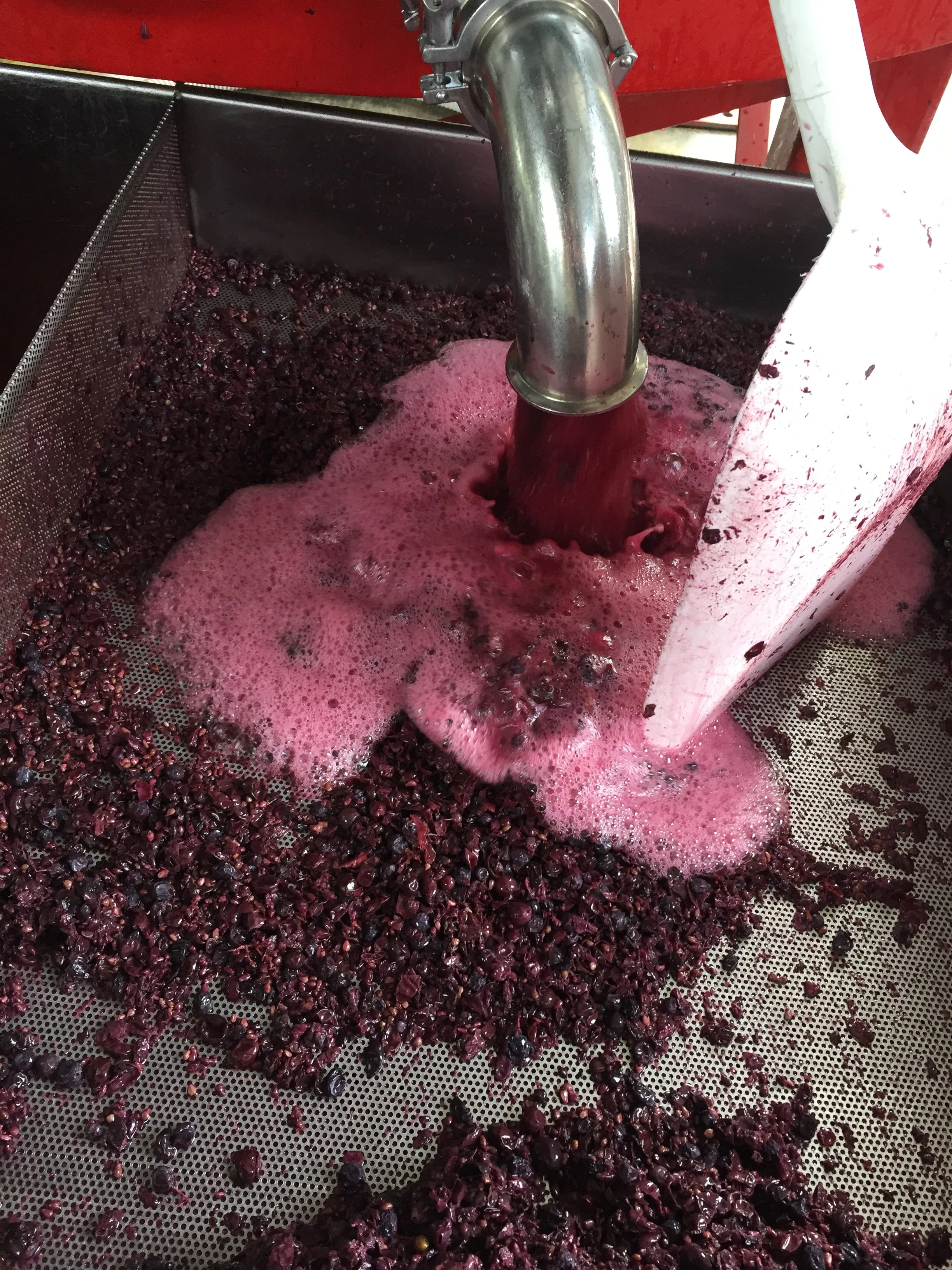 Close-up of a wine press crushing dark purple grapes on a metal surface, with pinkish juice.