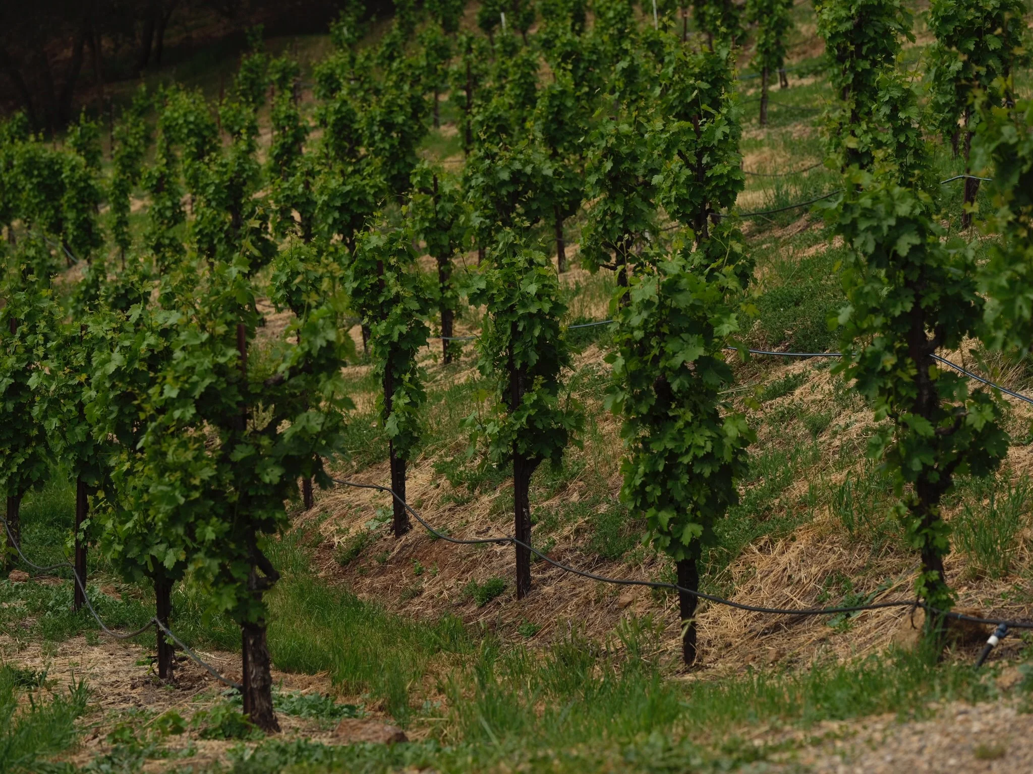 Vineyard with green grapevines supported by trellises in a sloped field.