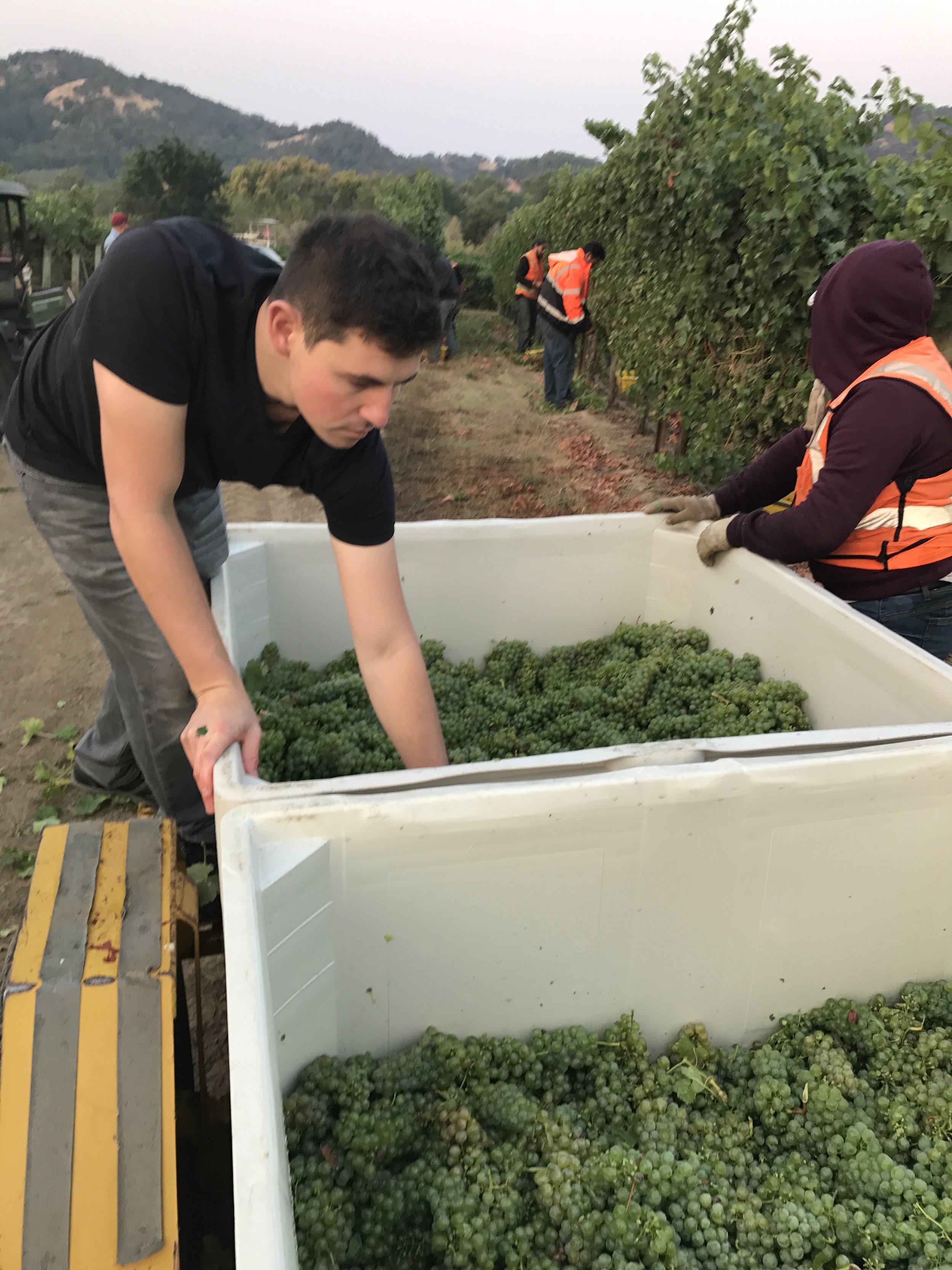 People harvesting and collecting green grapes in a vineyard during daylight.