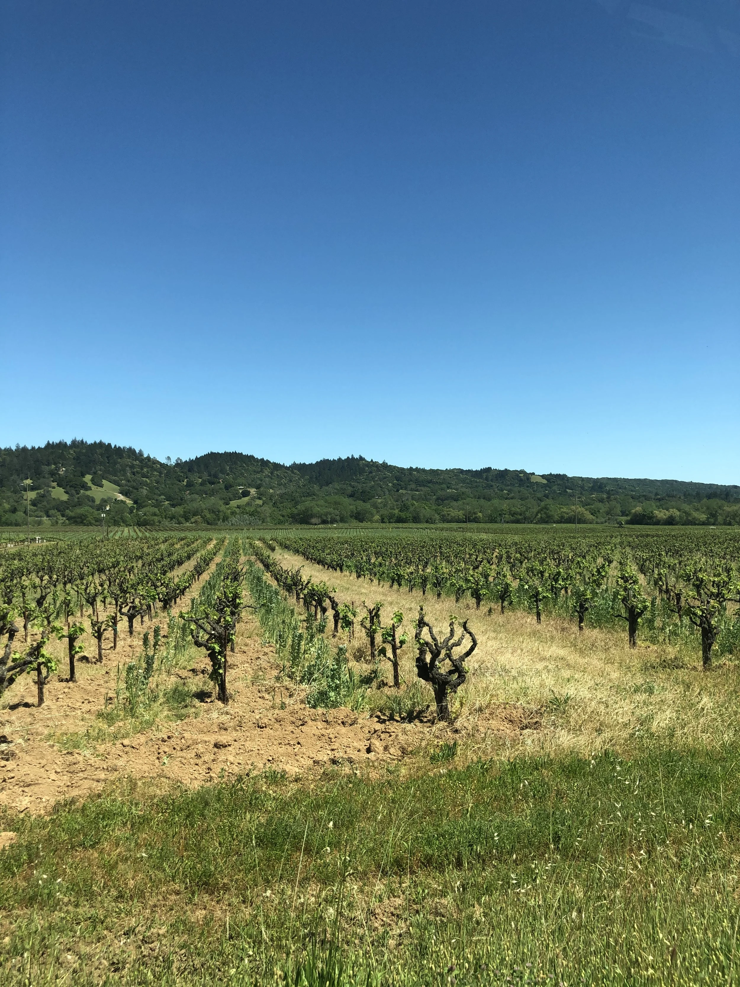 A lush vineyard with rows of grapevines extends across a sunny, green landscape, with a forested hillside in the background and a clear blue sky overhead.