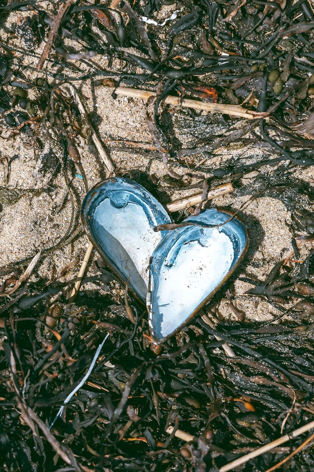A broken heart-shaped shell on sand, surrounded by seaweed and small plants.