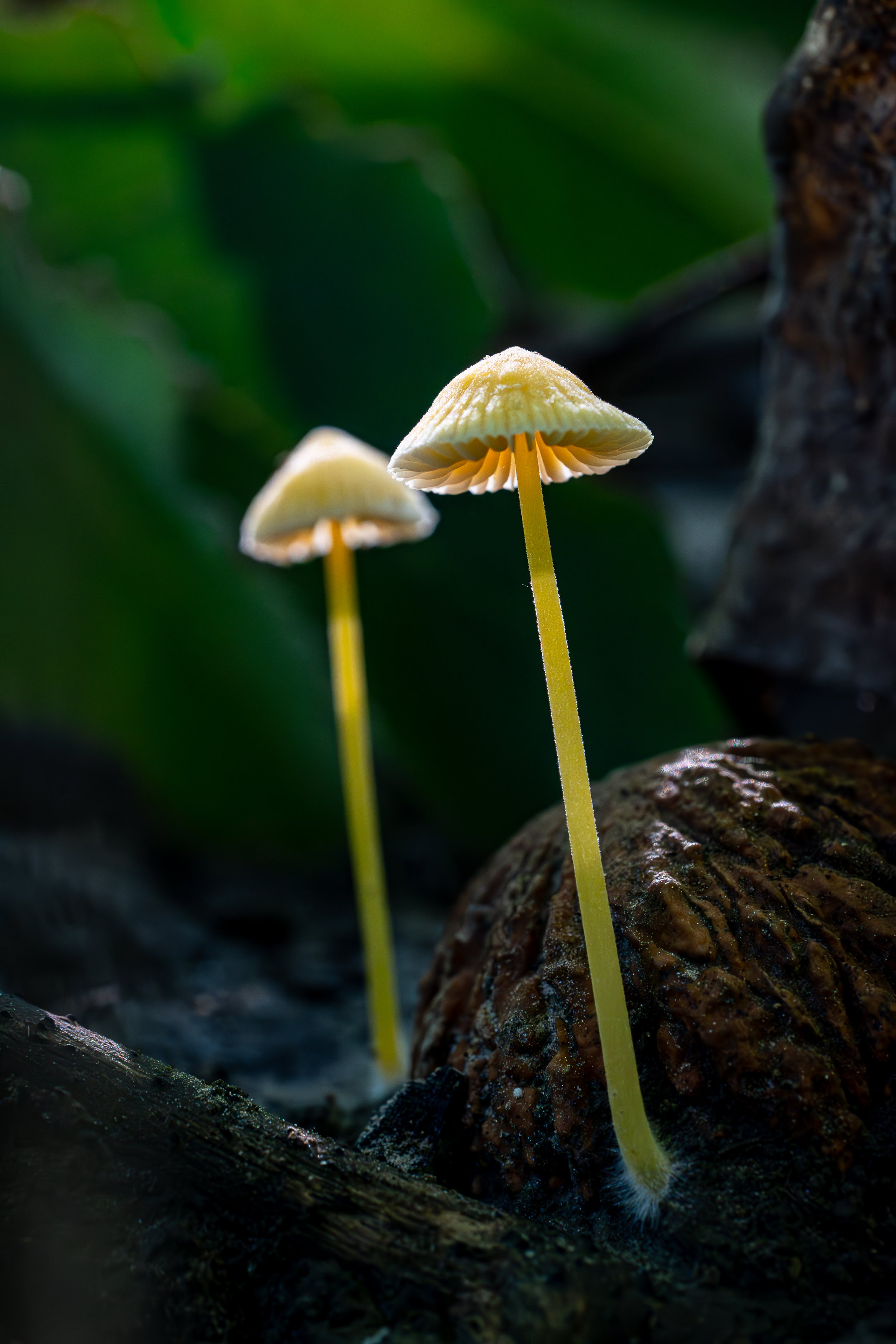 Hidden Wonders: Exploring the World of Mushrooms Through Photography
