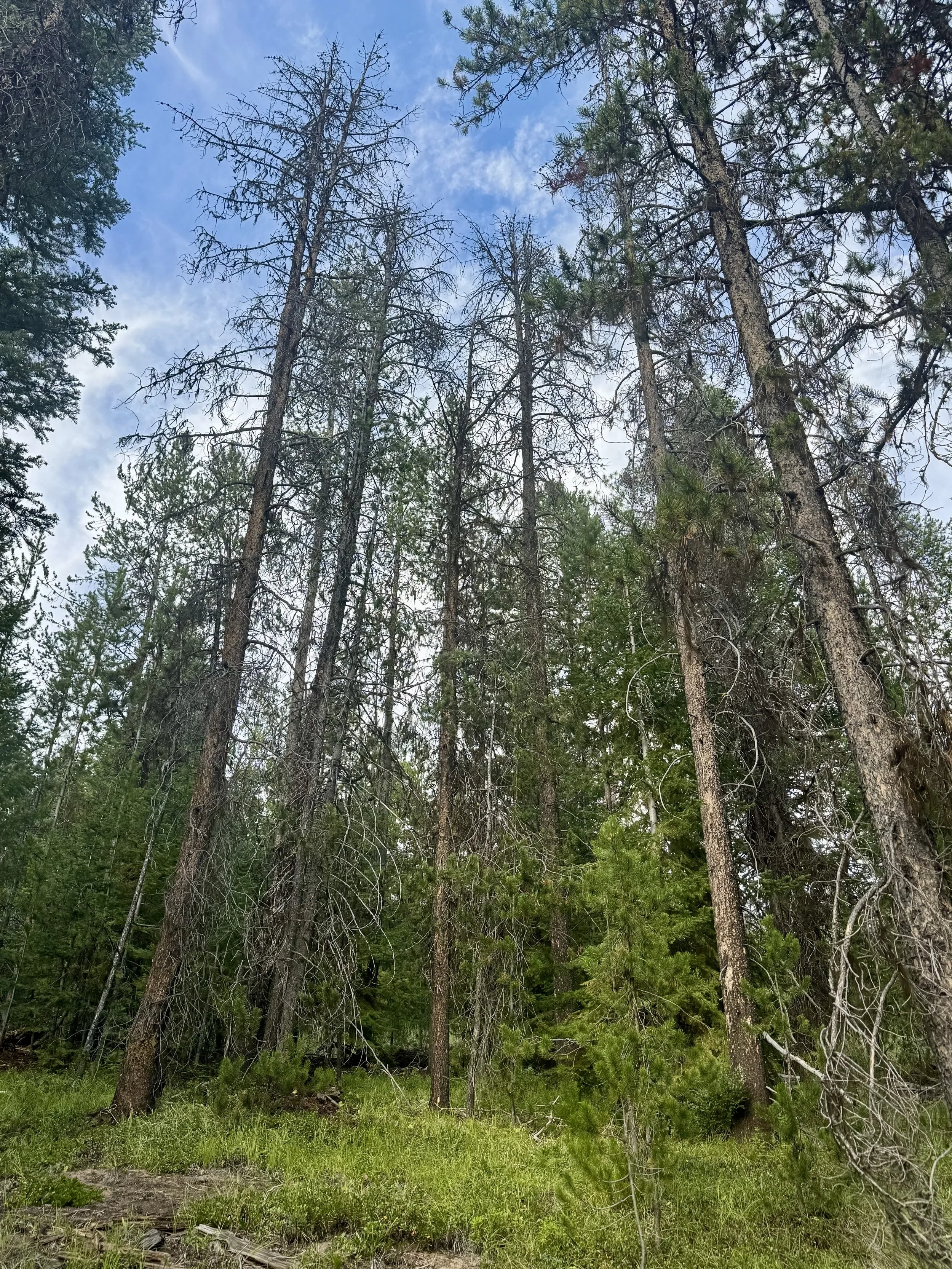  Photo 2:  Armillaria ostoyae  impacted area 
