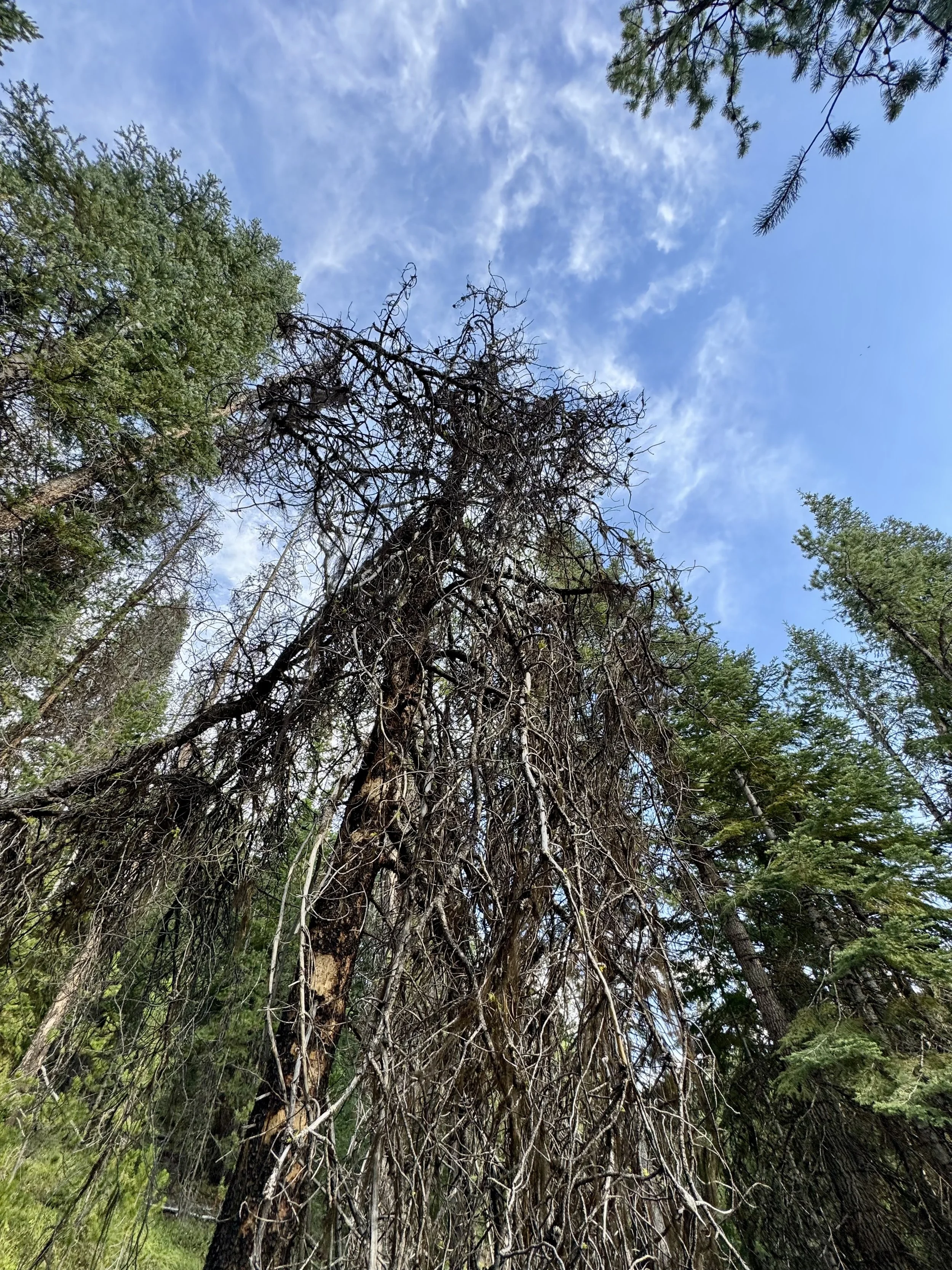  Photo 3: Dead conifer with standing mortality 