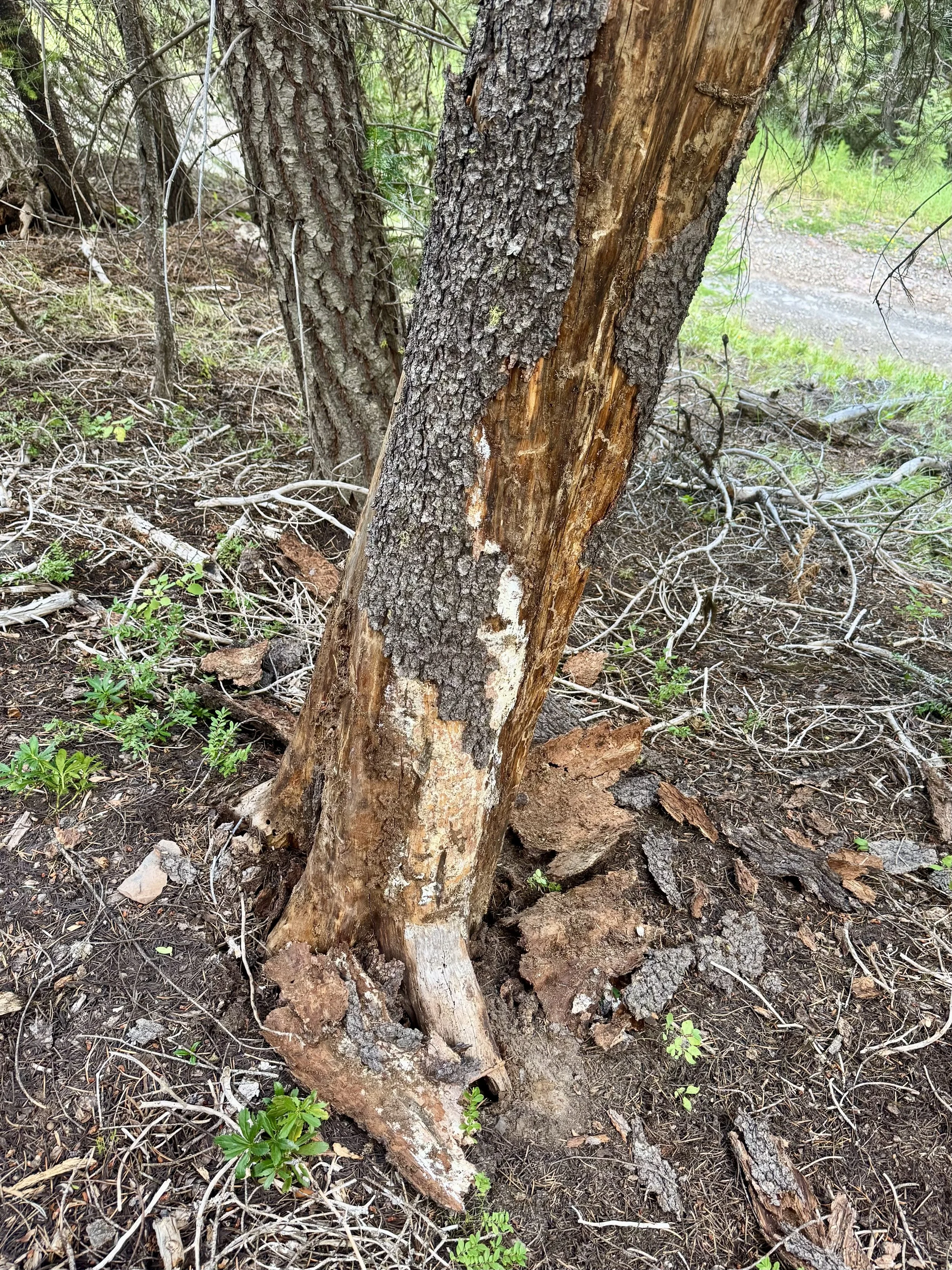  Photo 4:  Armillaria ostoyae  mycelial fans 