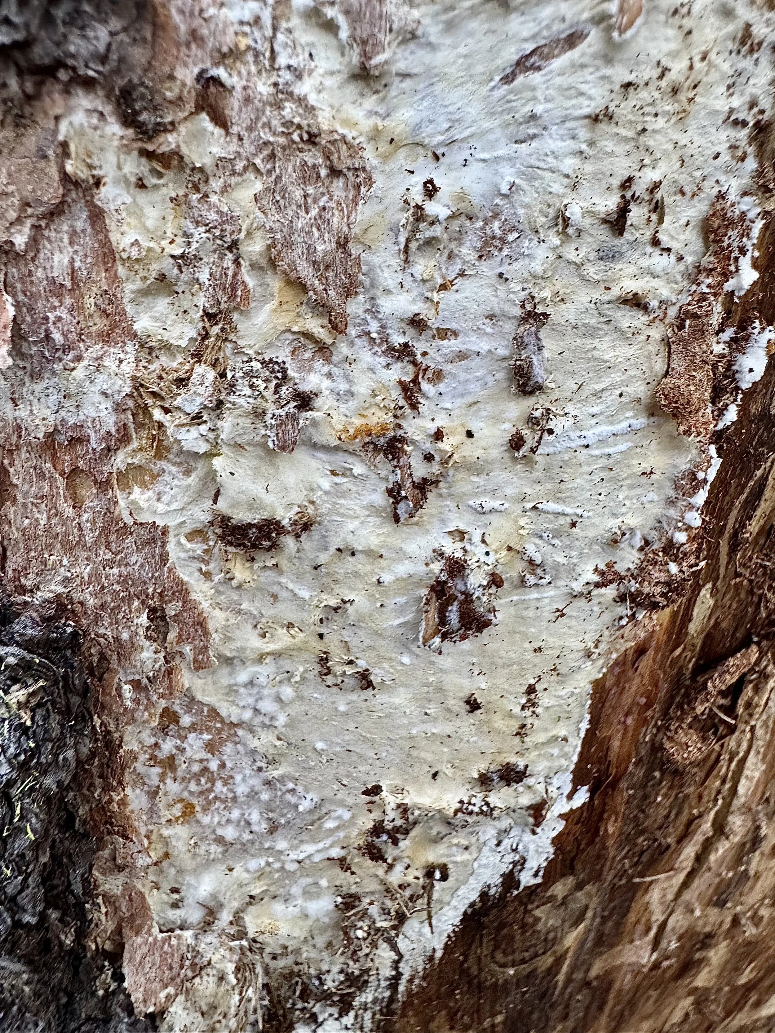  Photo 5:  Armillaria ostoyae  mycelial fans 