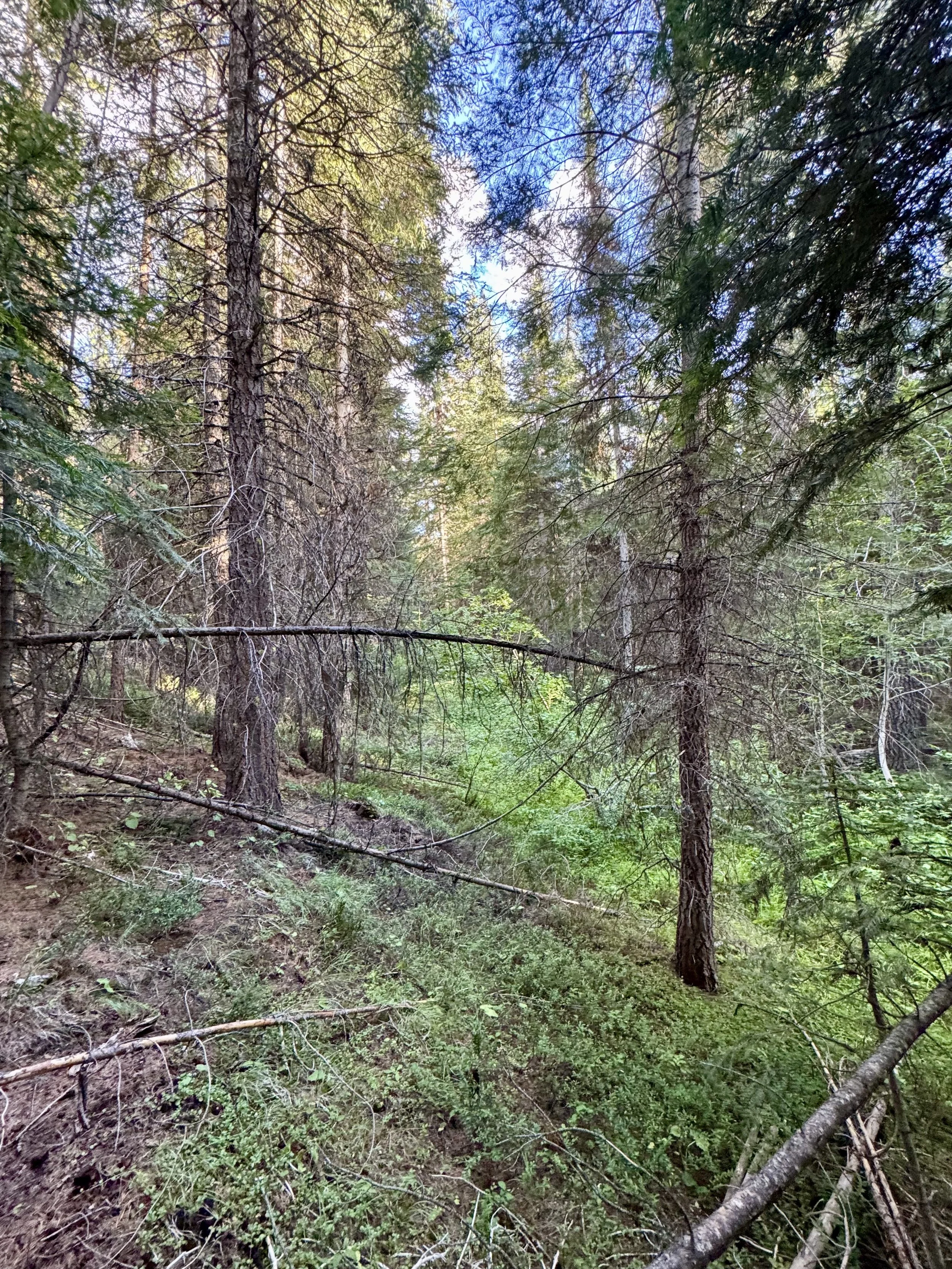  Photo 7: Dead and dying grand fir trees 