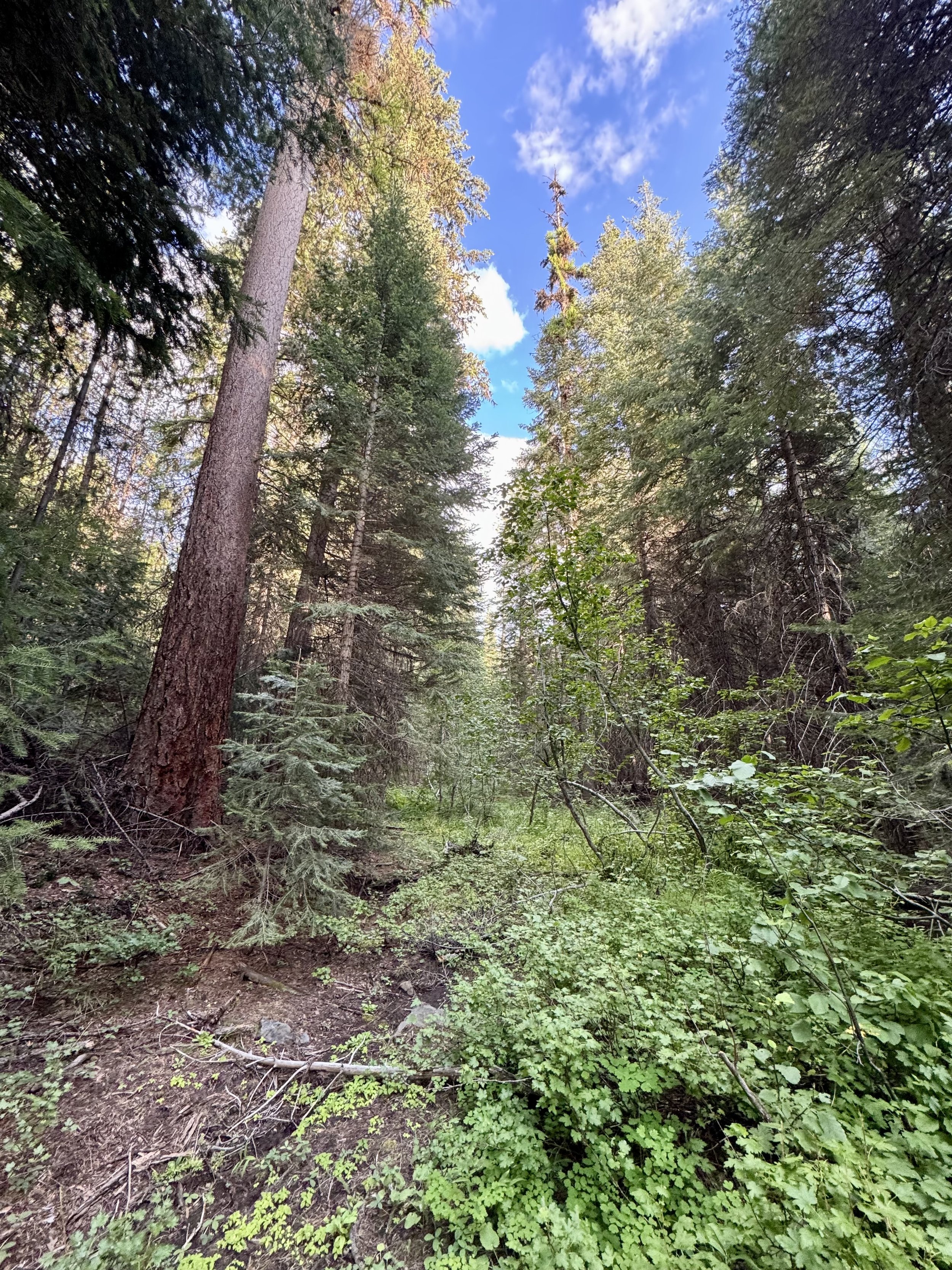  Photo 8: The yellowing crowns of conifers 