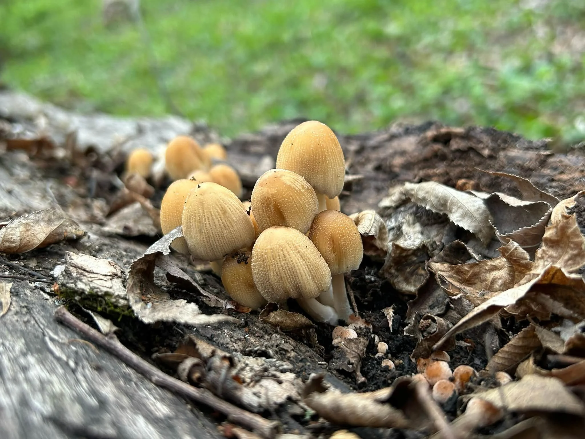 Foray at Sherman Park with Clinton County Conservation