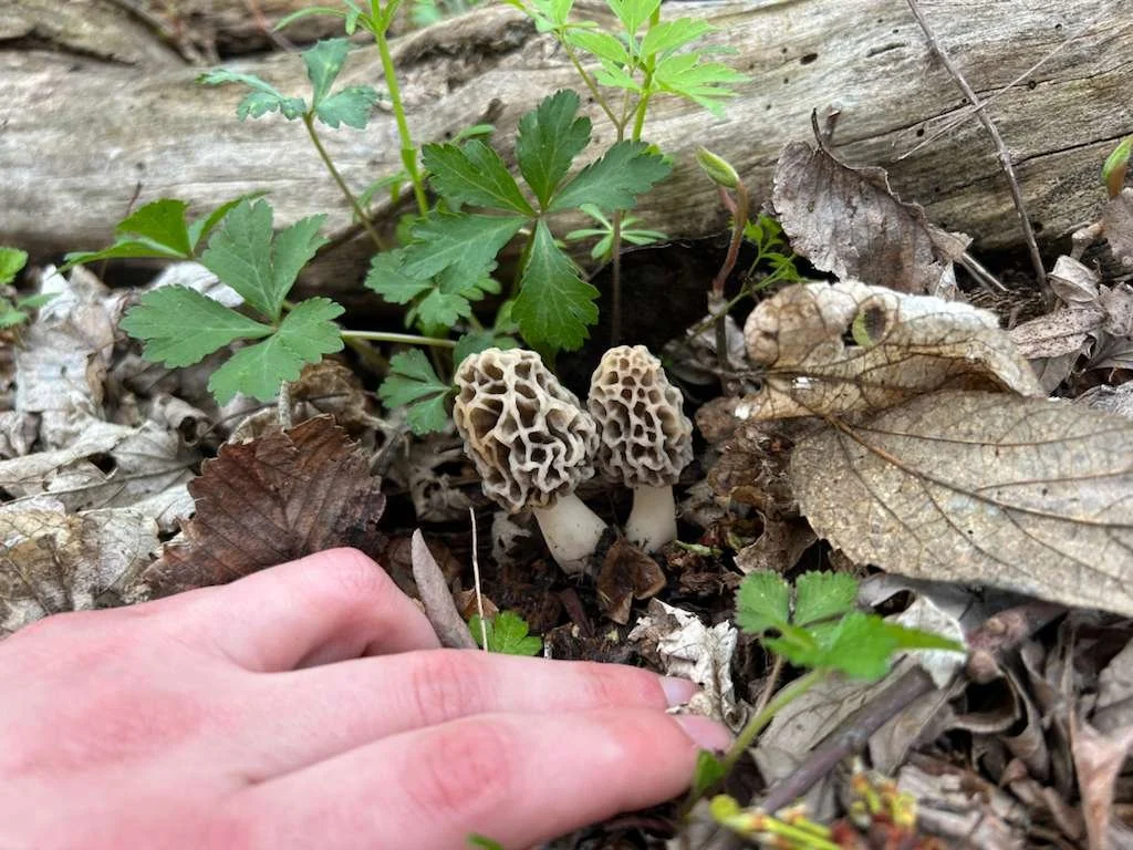 Mushroom Ramble at Wickiup Hill