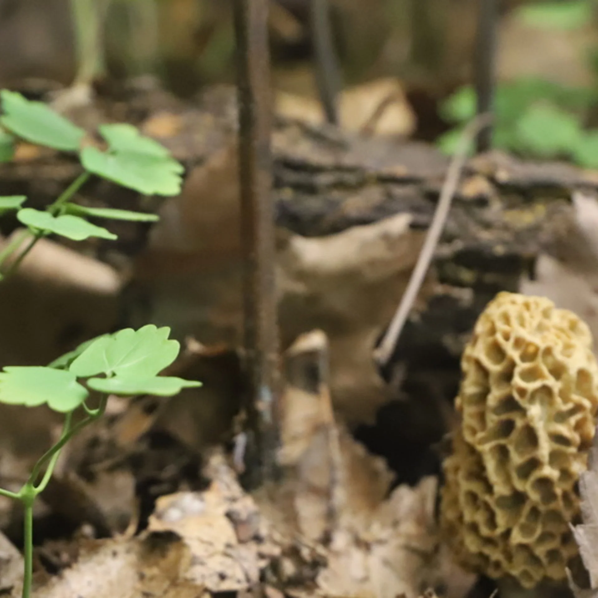 Mushroom Day @ The Museum
