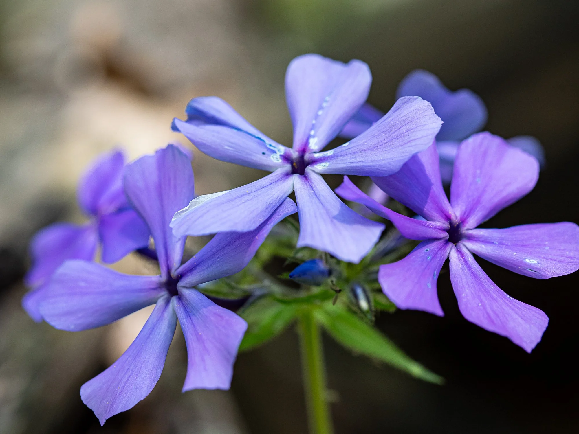 Cedar Valley Park Foray