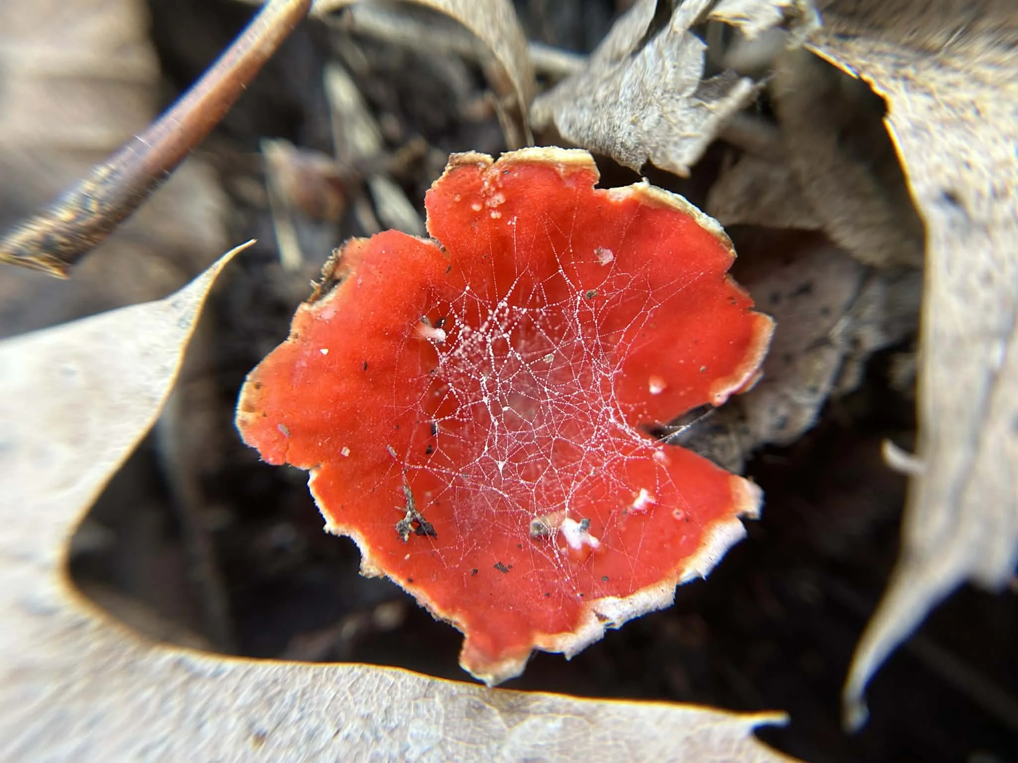 Earth Day at Howard H. Cherry Scout Reservation