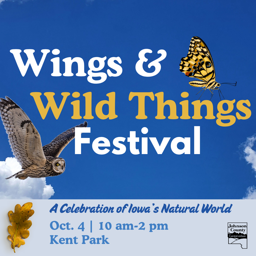 Wings and Wild Things